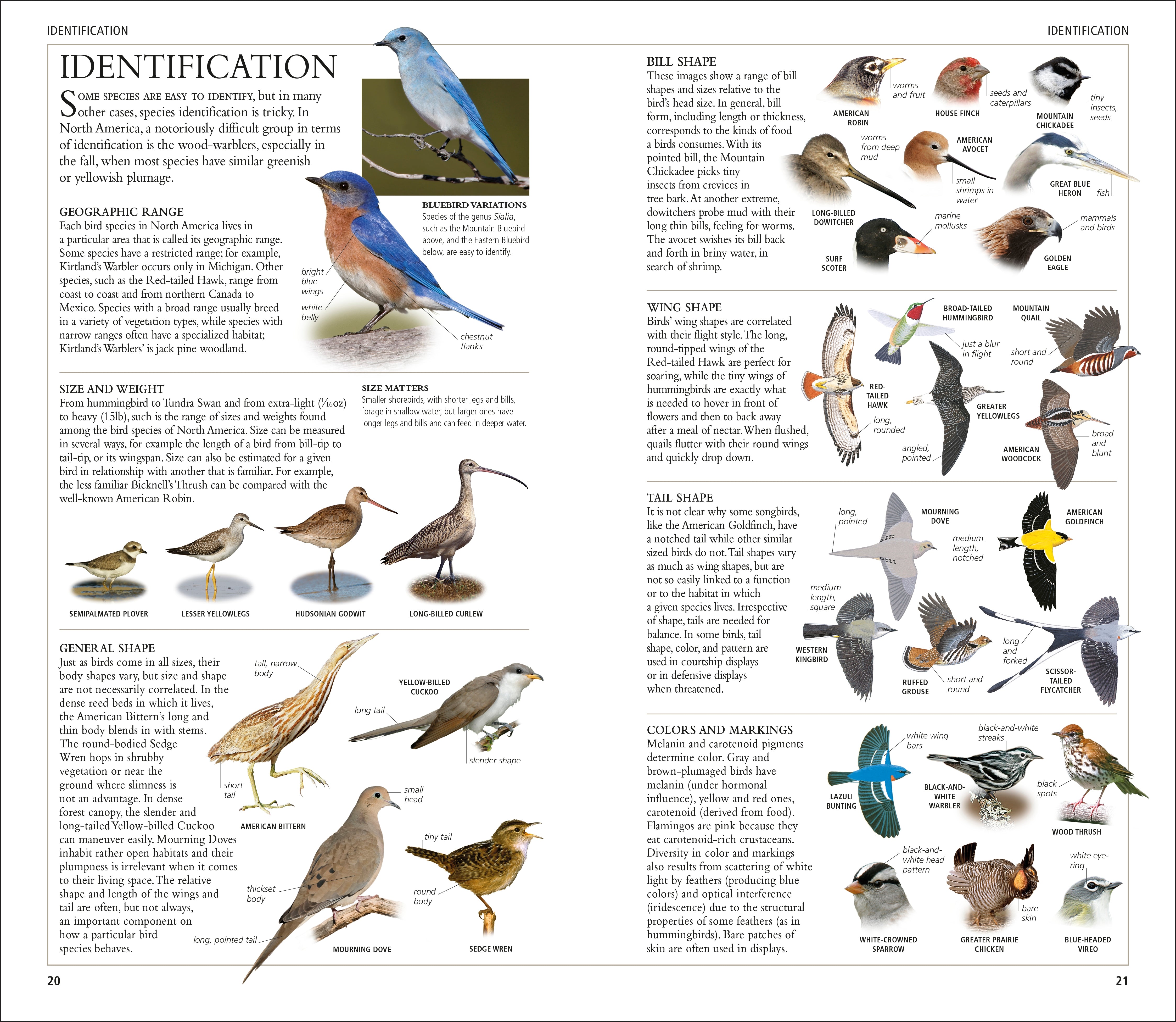 AMNH Birds of North America Eastern – DK