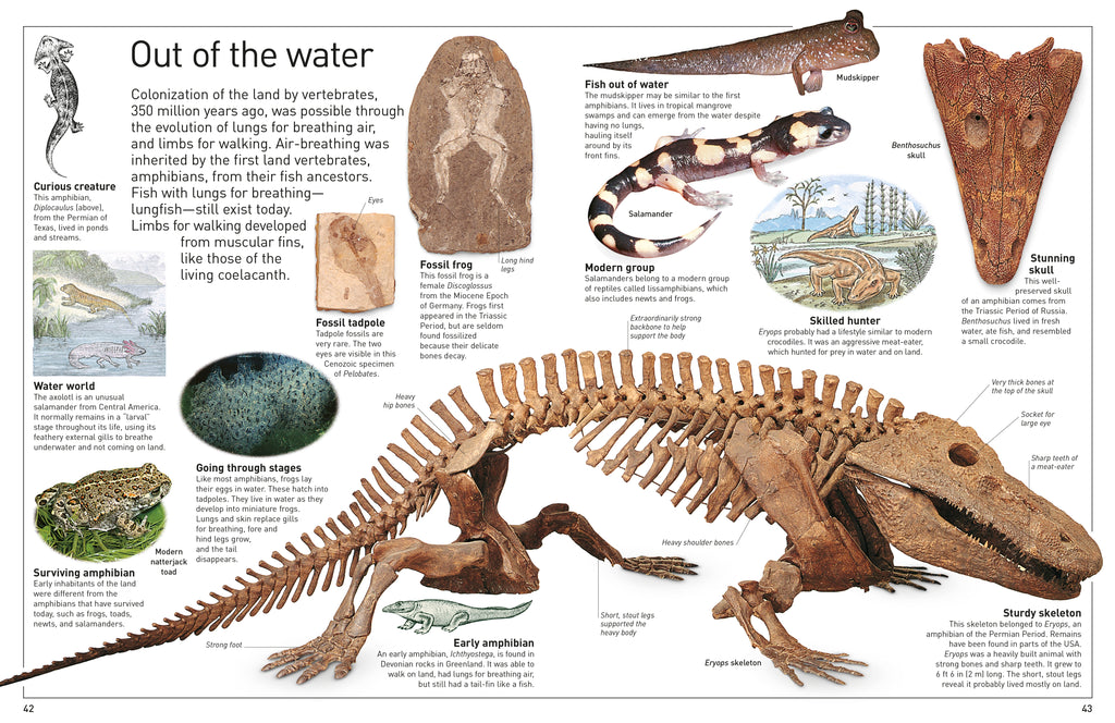 DK Eyewitness Books: Fossil