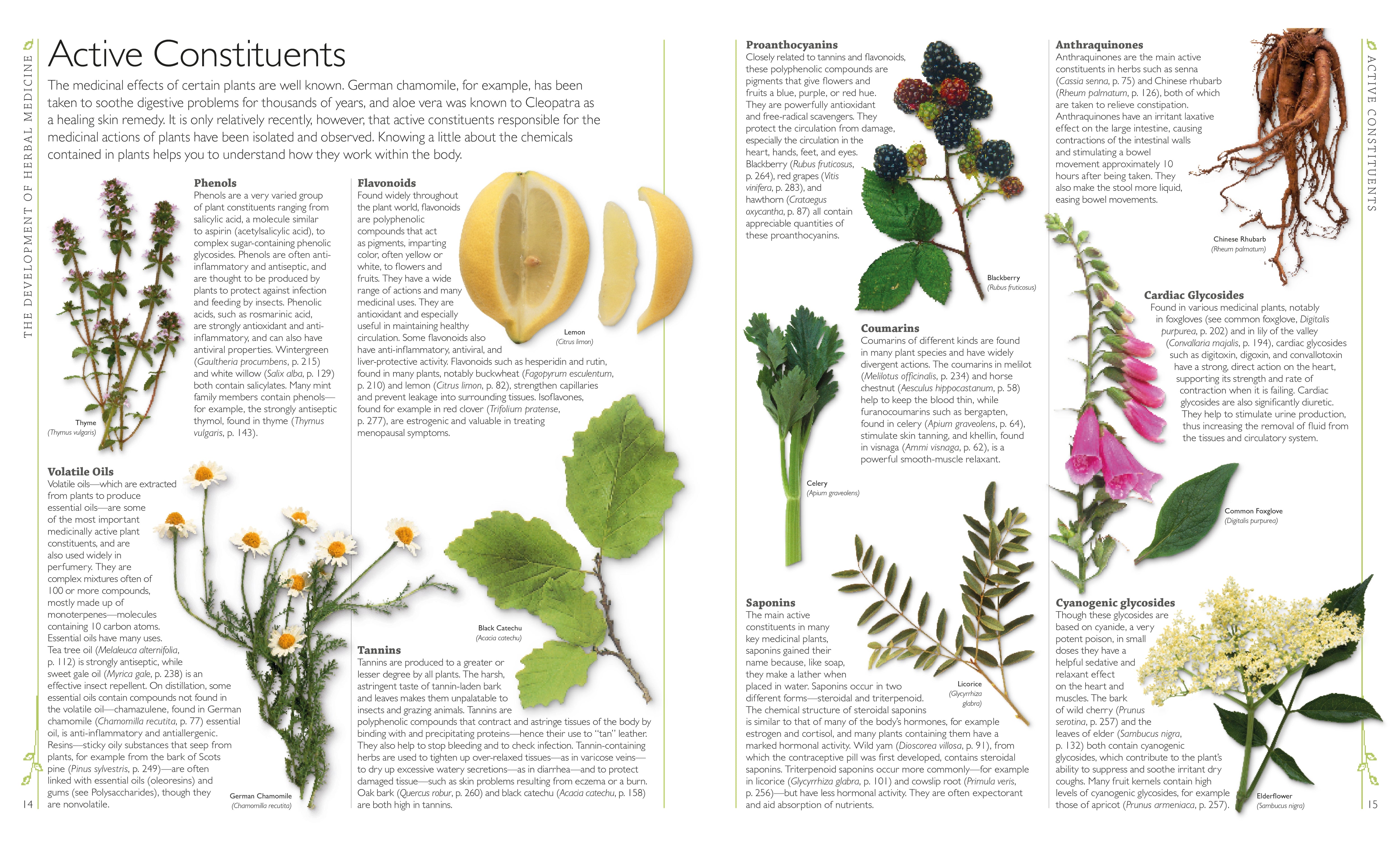 Encyclopedia of Herbal Medicine – DK
