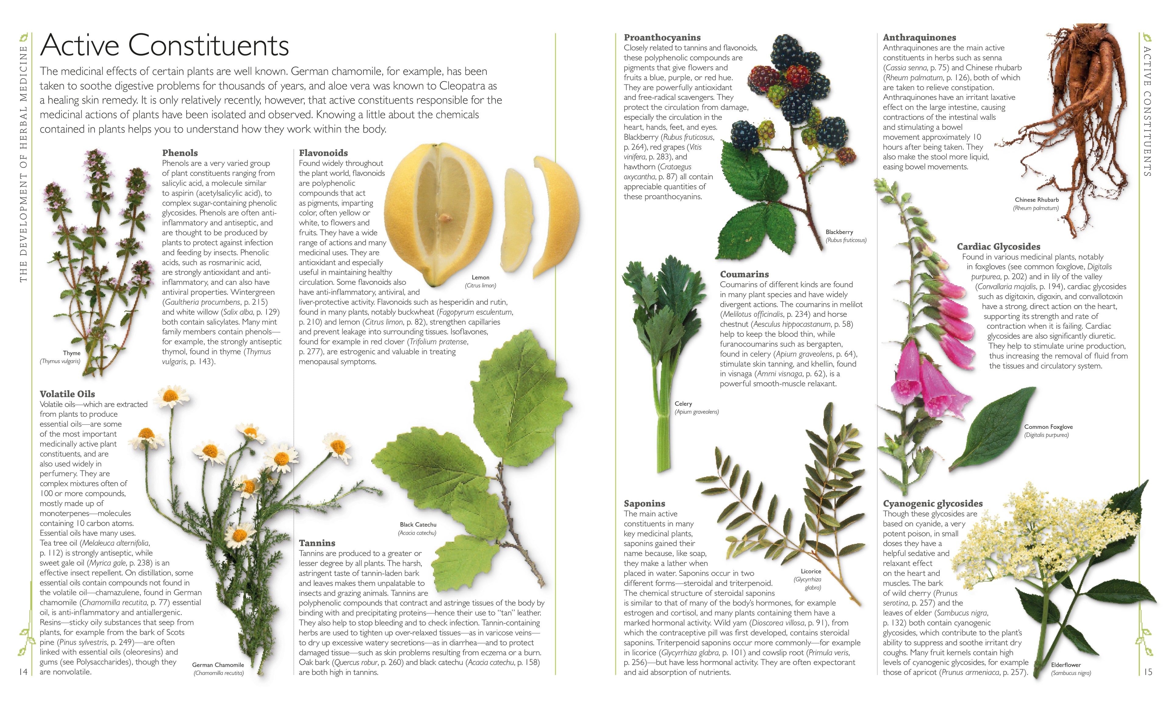Encyclopedia of Herbal Medicine