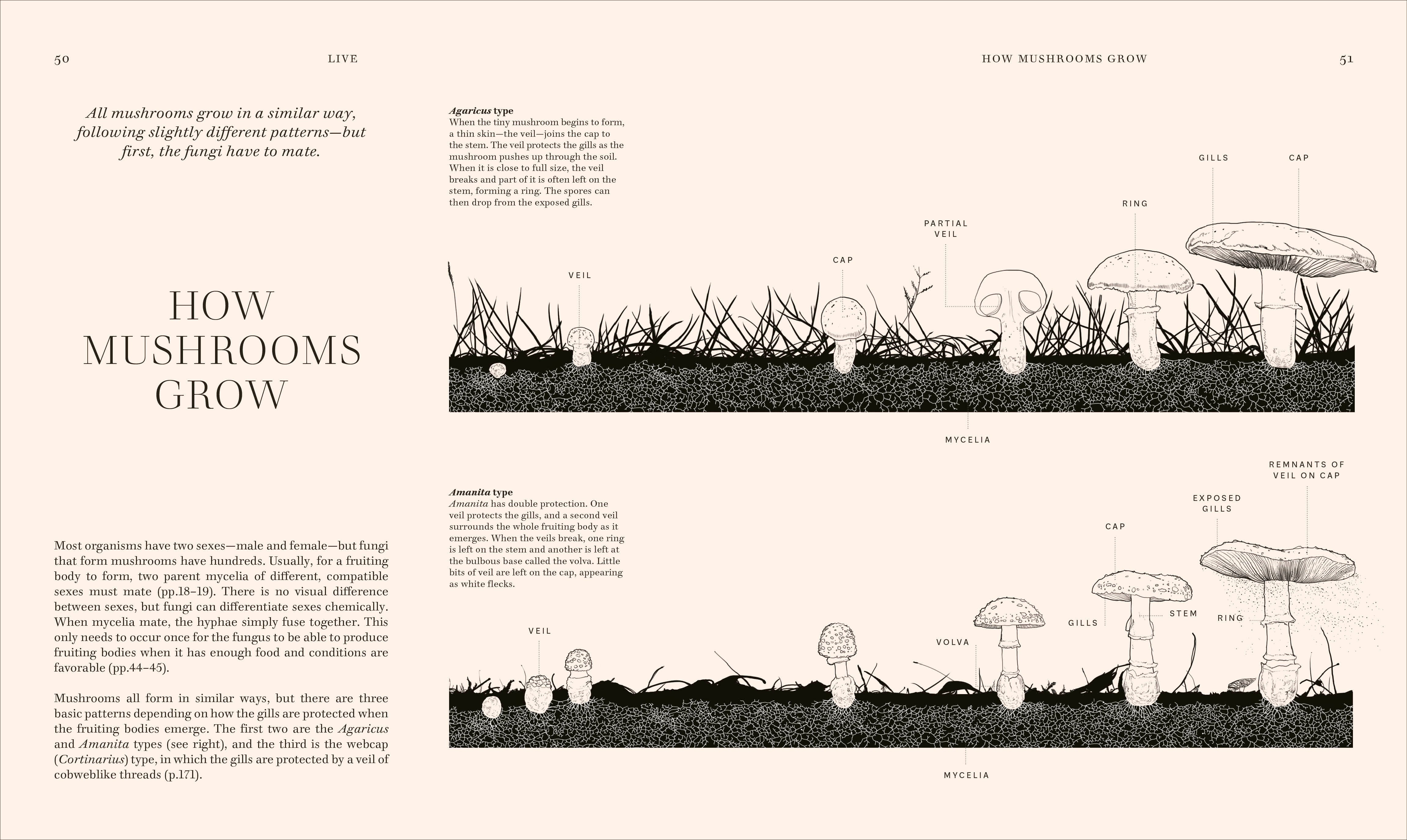 Fungi – DK