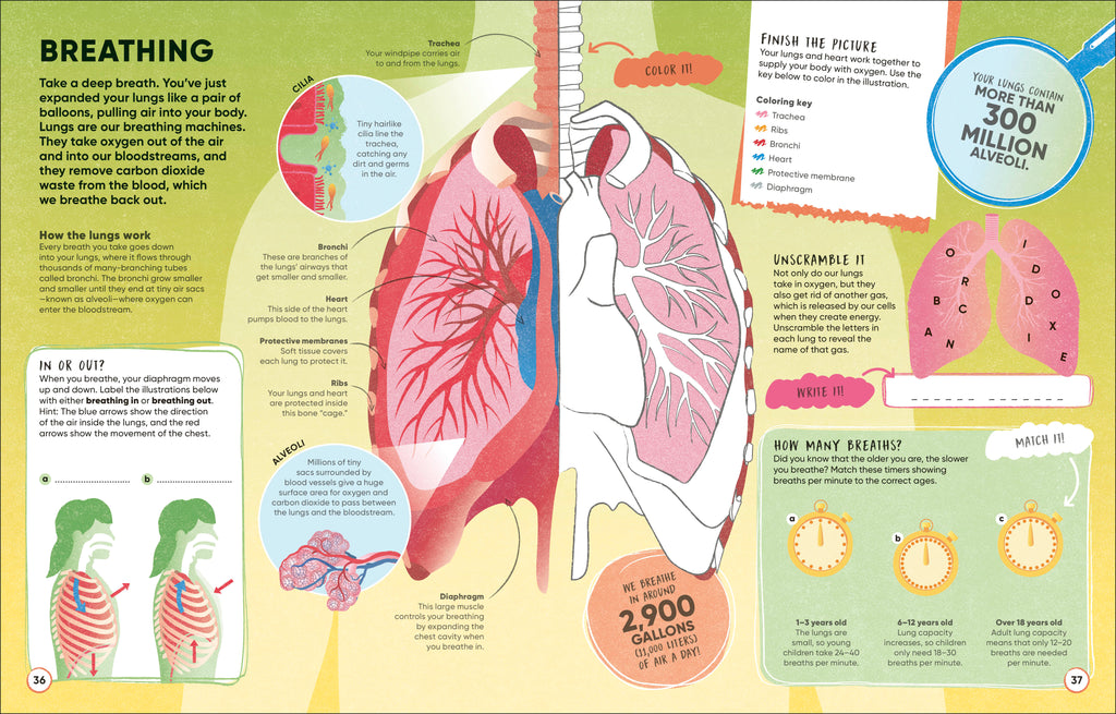 Brain Booster Human Body-Spread, Image, (PRHC, Design, Do, Not, Use)-3