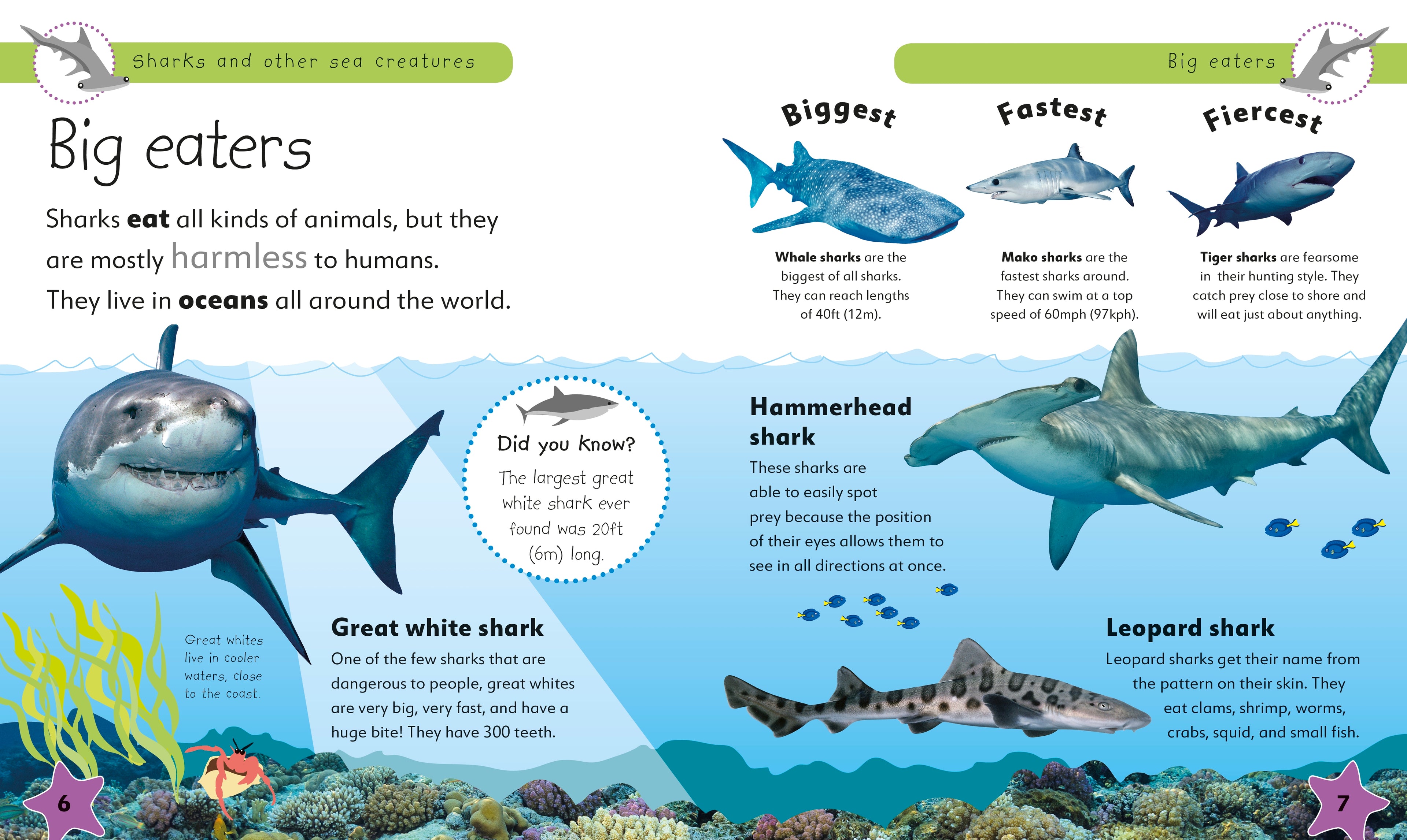 Sharks and Other Sea Creatures