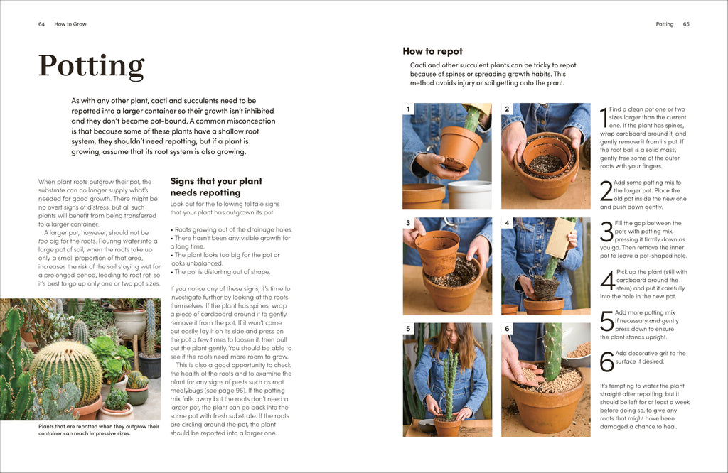 Cacti and Succulents-Spread, Image, (PRHC, Design, Do, Not, Use)-3