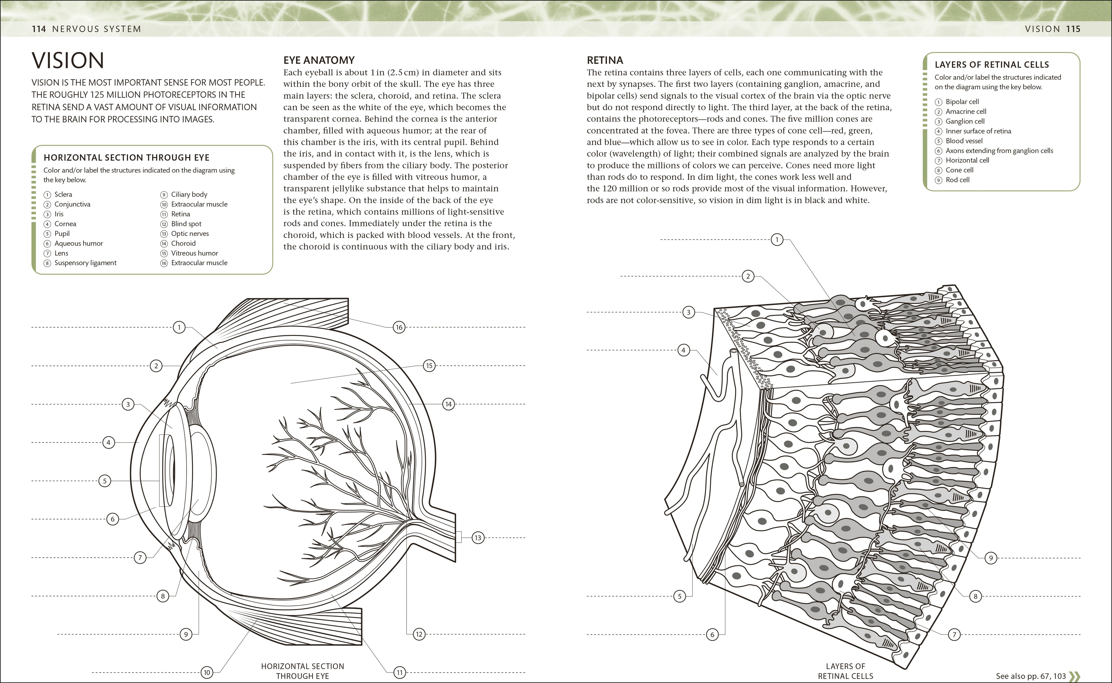 The Human Body Coloring Book-Spread, Image, (PRHC, Design, Do, Not, Use)-4