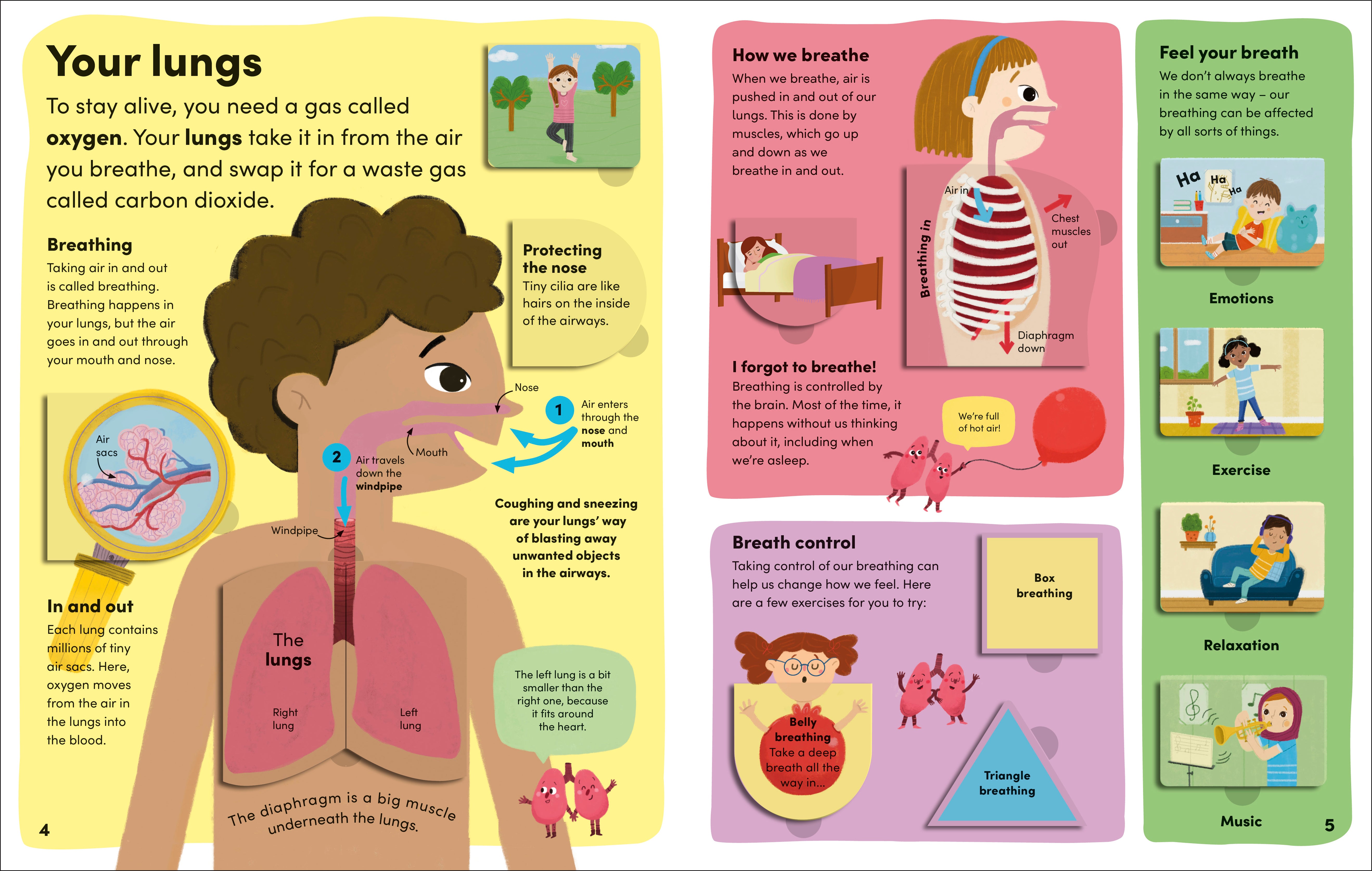 You and Your Body – DK