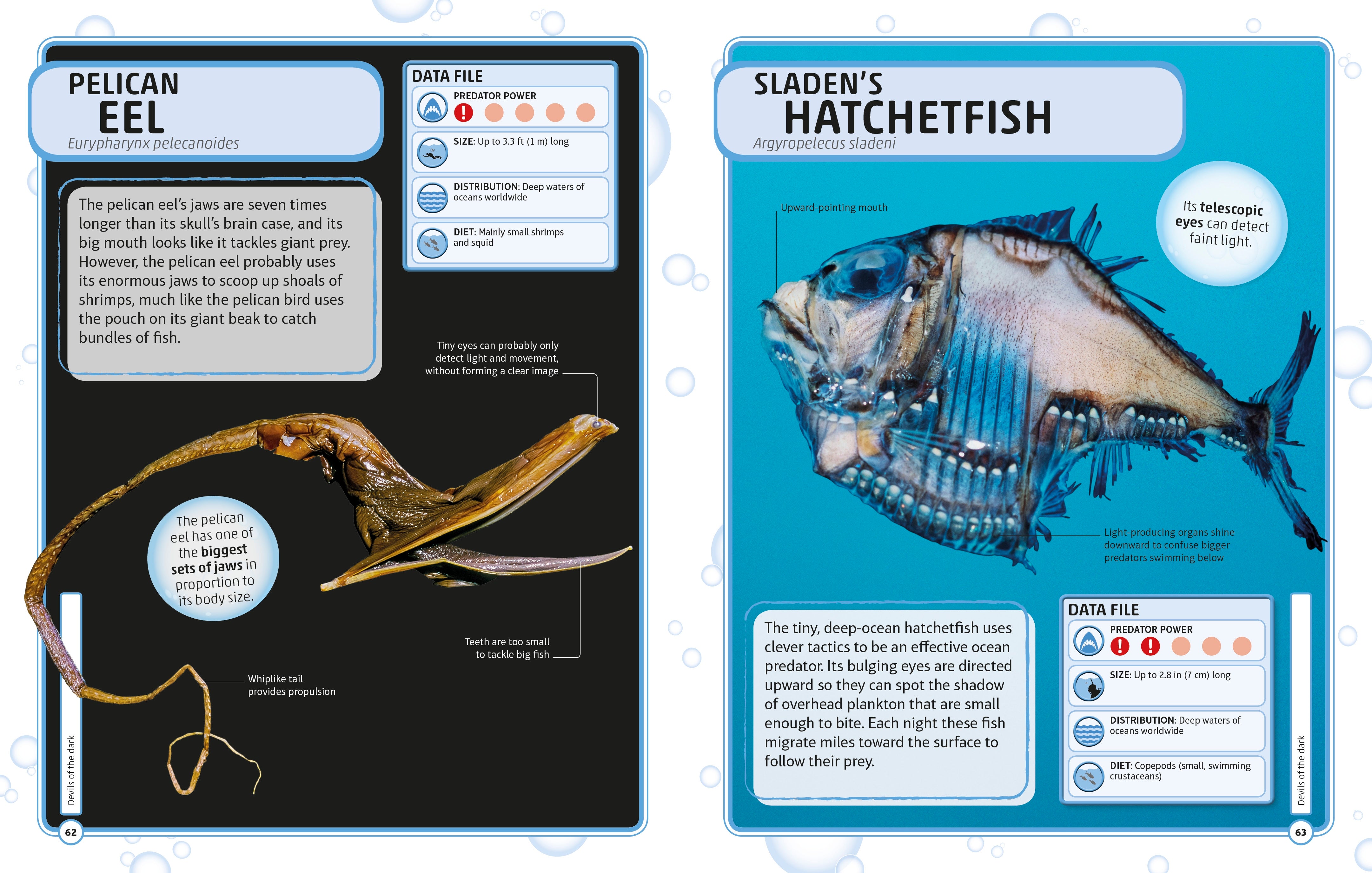 Sharks and Other Deadly Ocean Creatures Visual Encyclopedia – DK