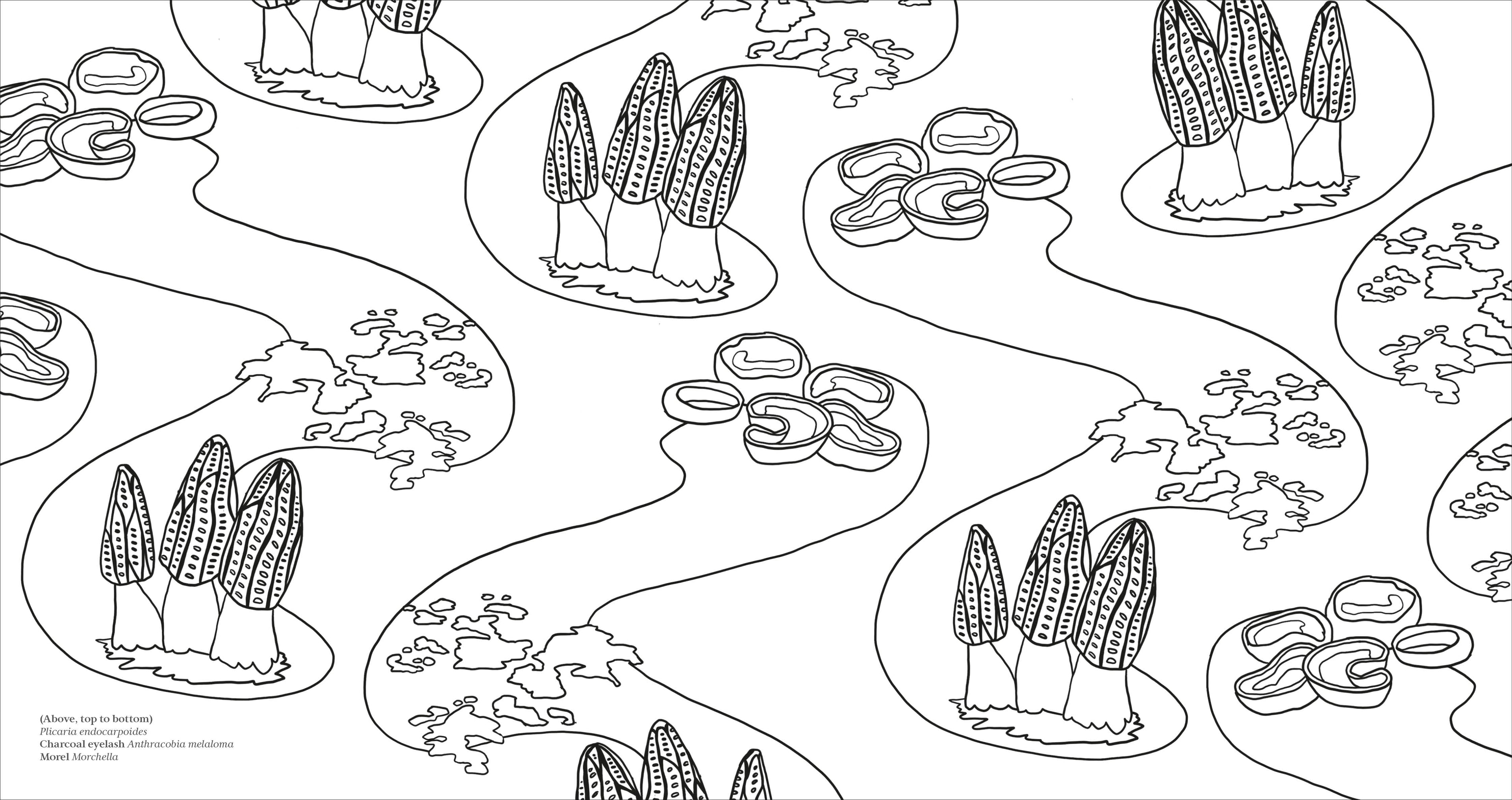 Fascinating Fungi Colouring Book-Spread, Image, (PRHC, Design, Do, Not, Use)-7