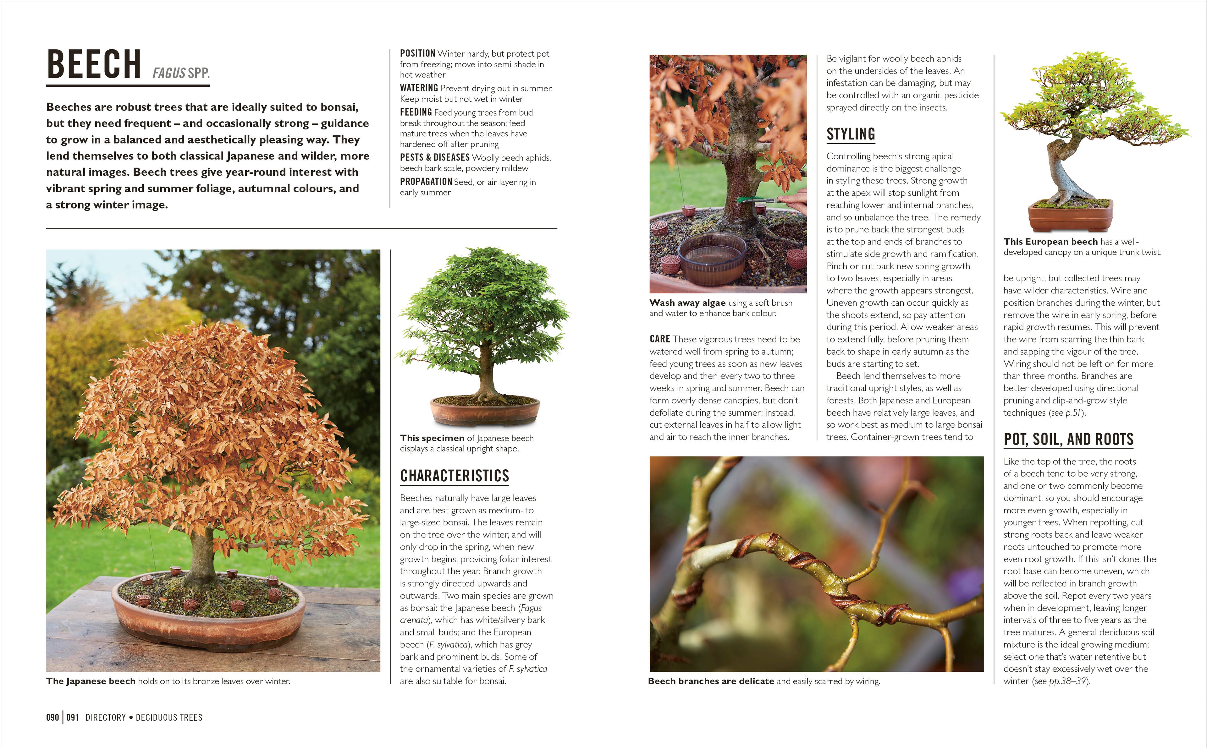 bonsai tree care from seed Grow Bonsai – DK