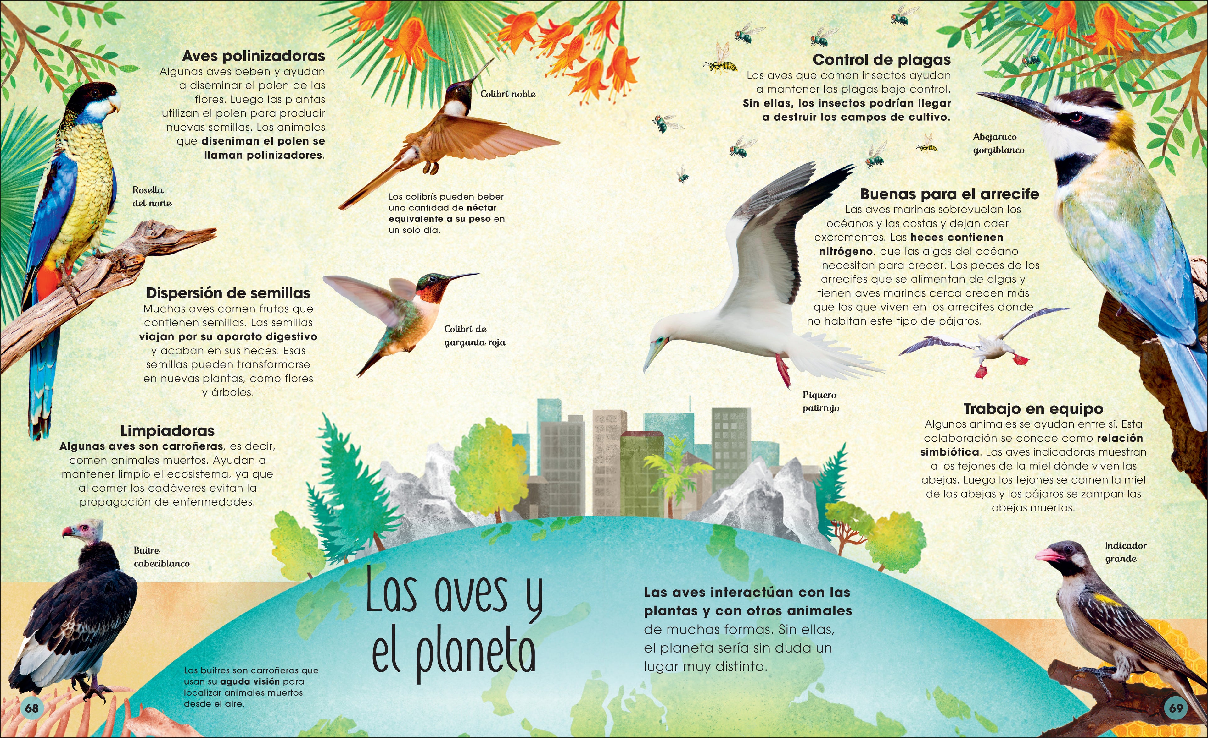 La vida secreta de las aves (The Extraordinary World of Birds)-Spread, Image, (PRHC, Design, Do, Not, Use)-4
