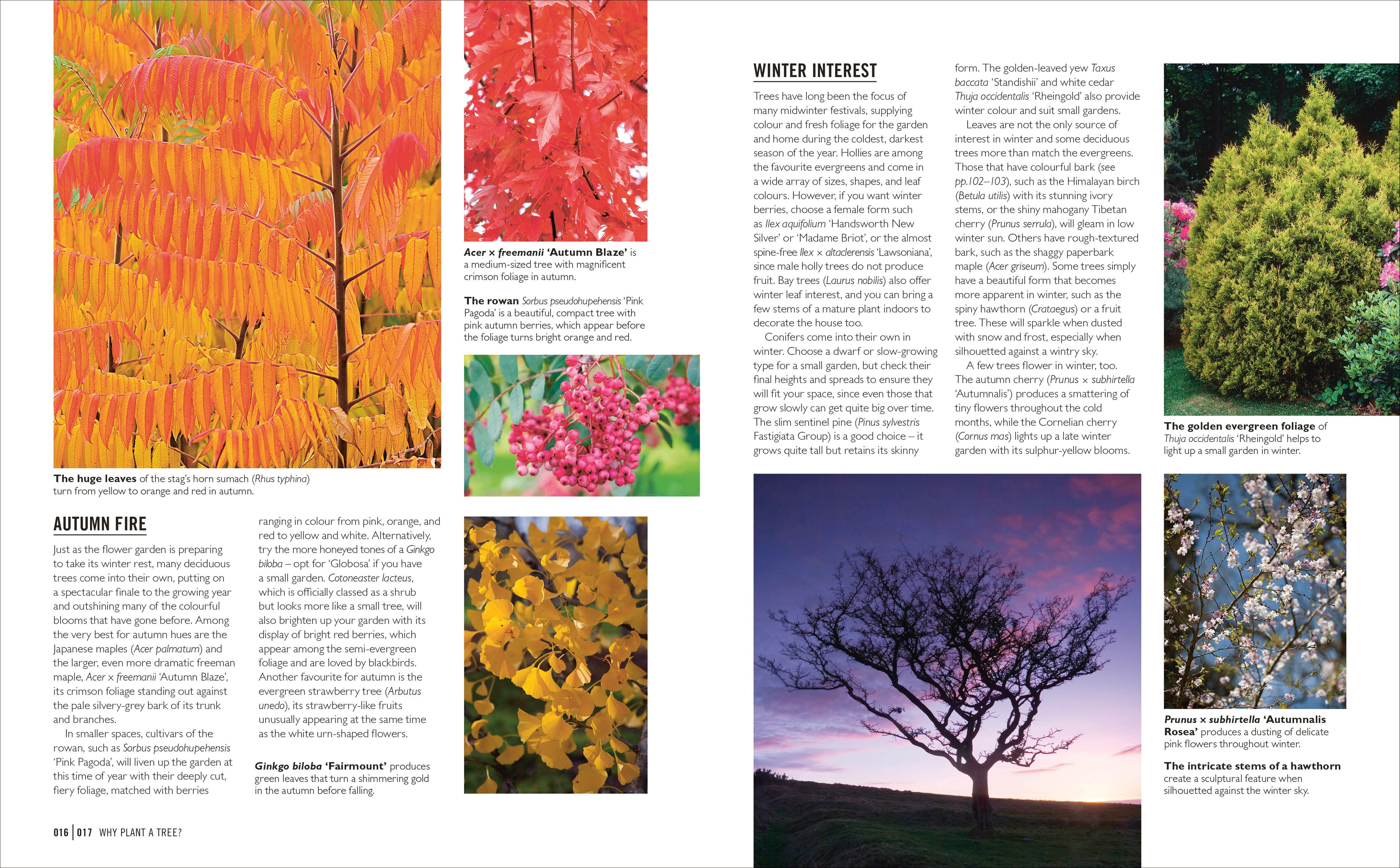 Grow Trees-Spread, Image, (PRHC, Design, Do, Not, Use)-3