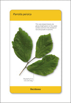 Our World in Pictures Trees of the World Flash Cards-Spread, Image, (PRHC, Design, Do, Not, Use)-9