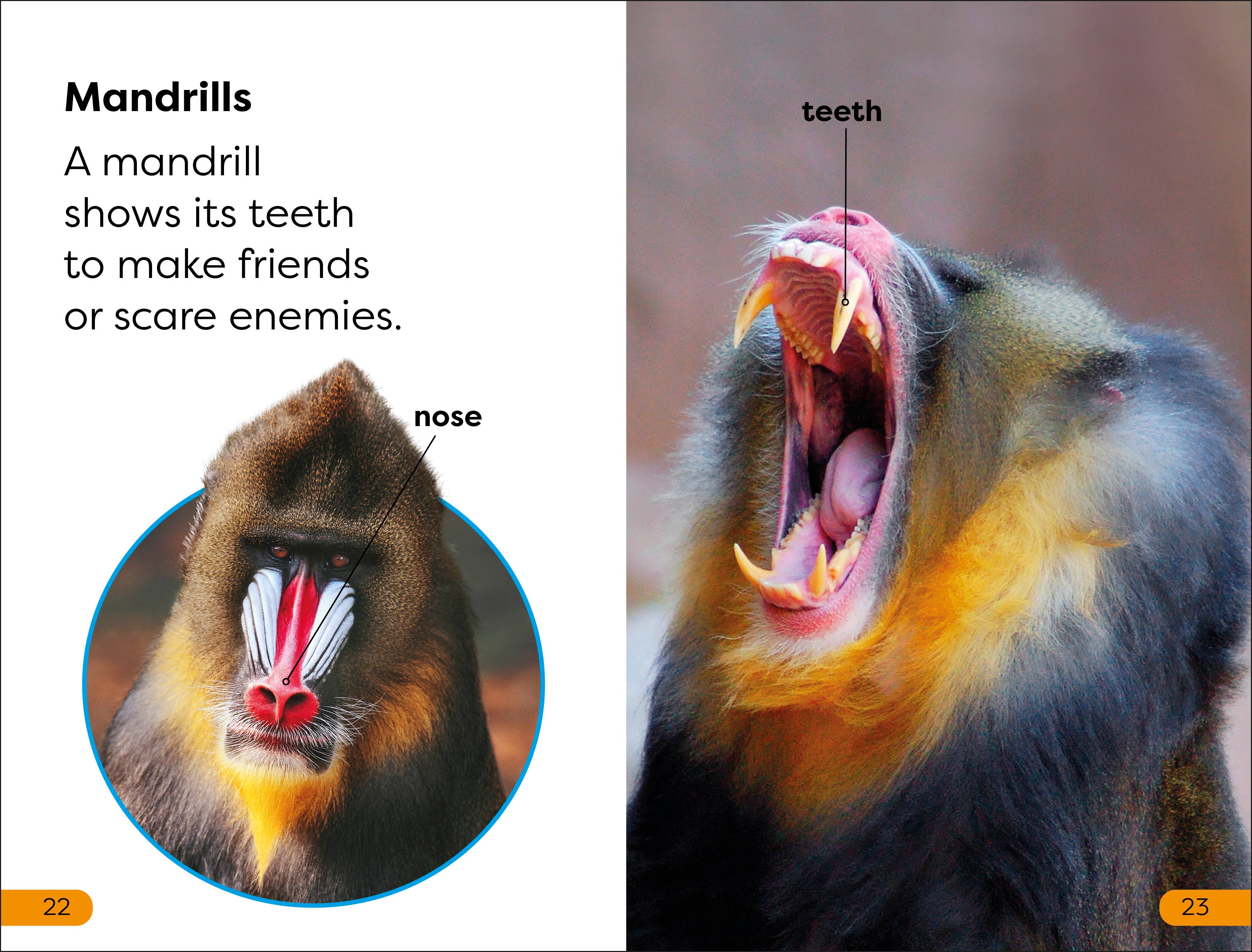 DK Super Readers Level 1 Monkeys