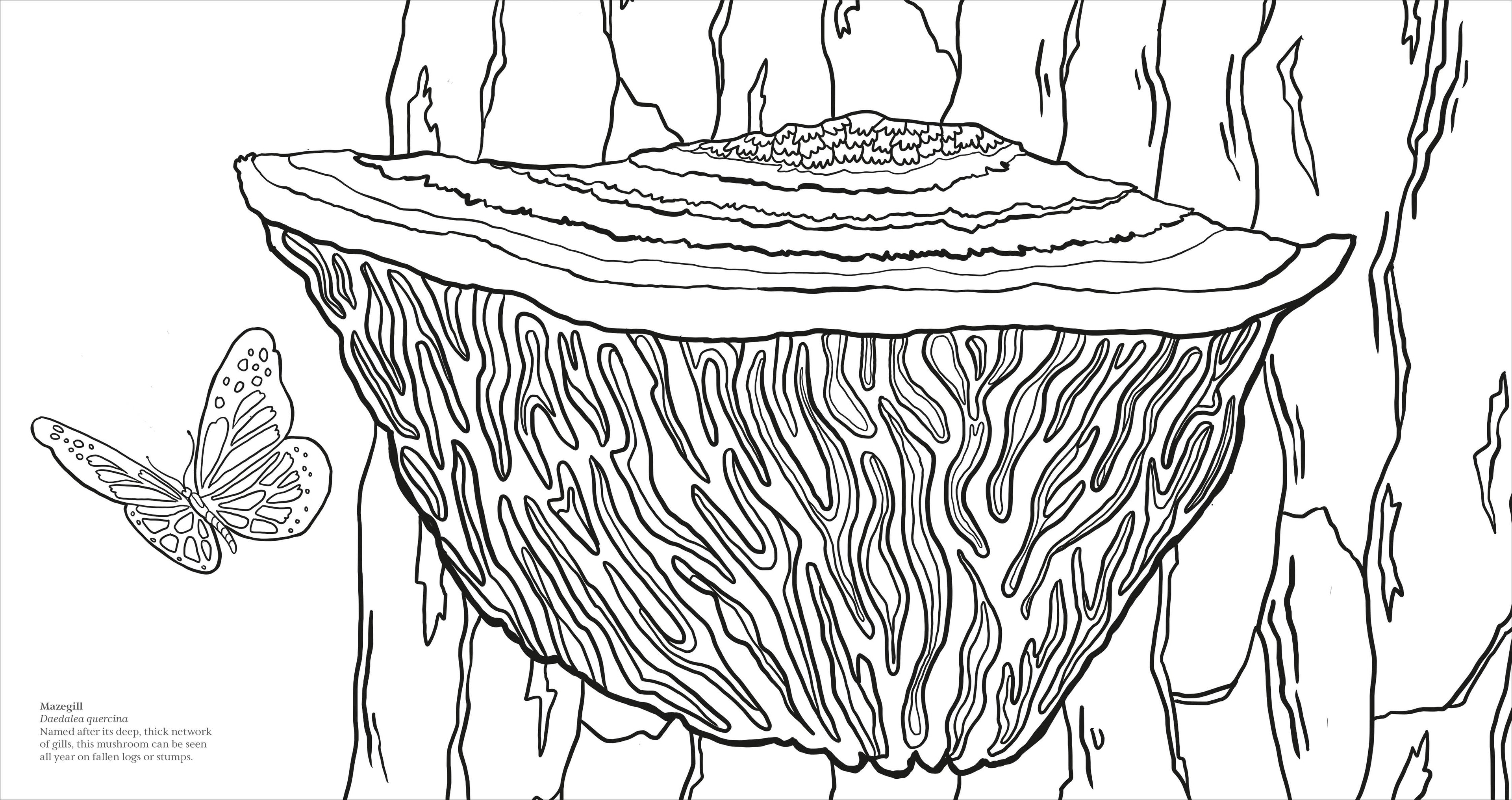 Fascinating Fungi Colouring Book-Spread, Image, (PRHC, Design, Do, Not, Use)-3