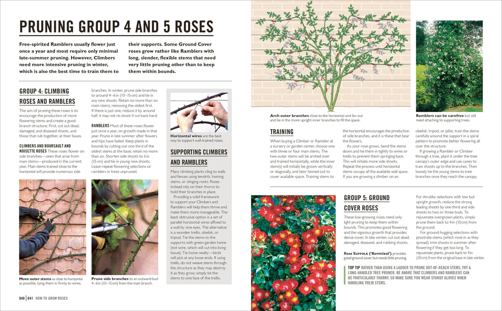 Grow Roses-Spread, Image, (PRHC, Design, Do, Not, Use)-4