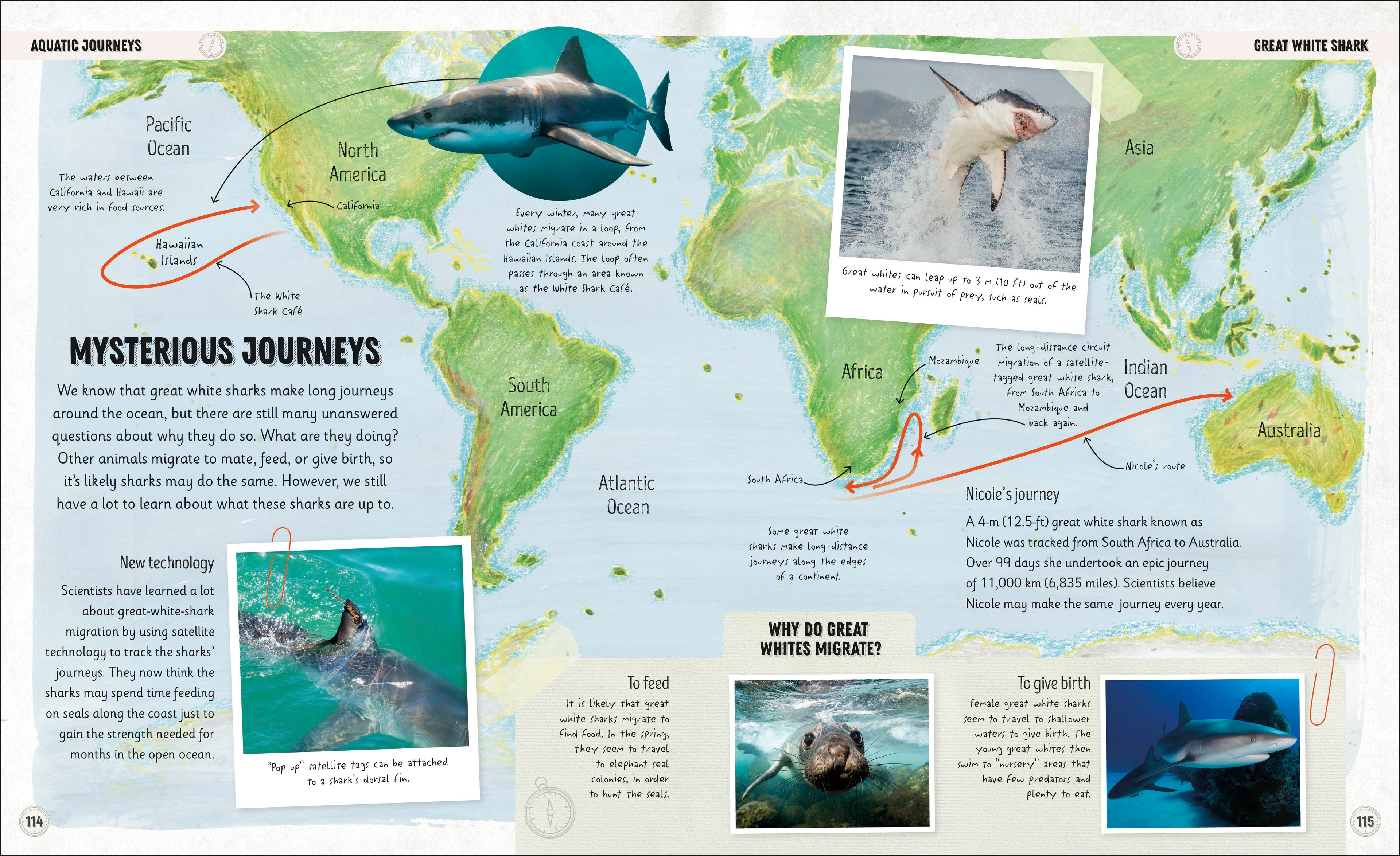 Amazing Animal Journeys