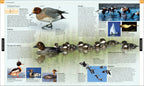 Bird-Spread, Image, (PRHC, Design, Do, Not, Use)-7