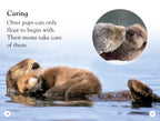DK Readers L1: Sea Otters