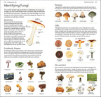 Pocket Nature Wildlife of Britain and Ireland