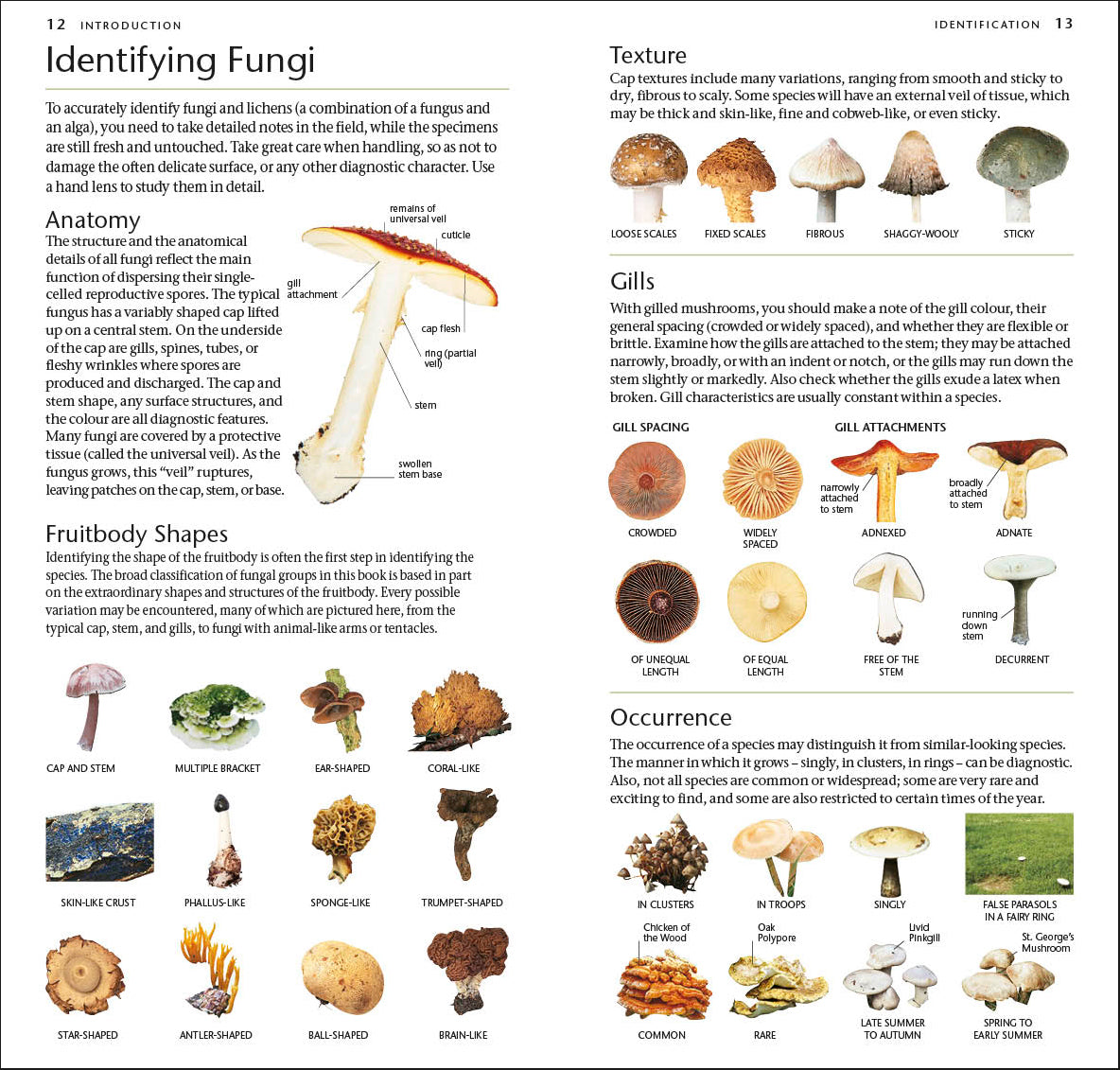 Pocket Nature Wildlife of Britain and Ireland