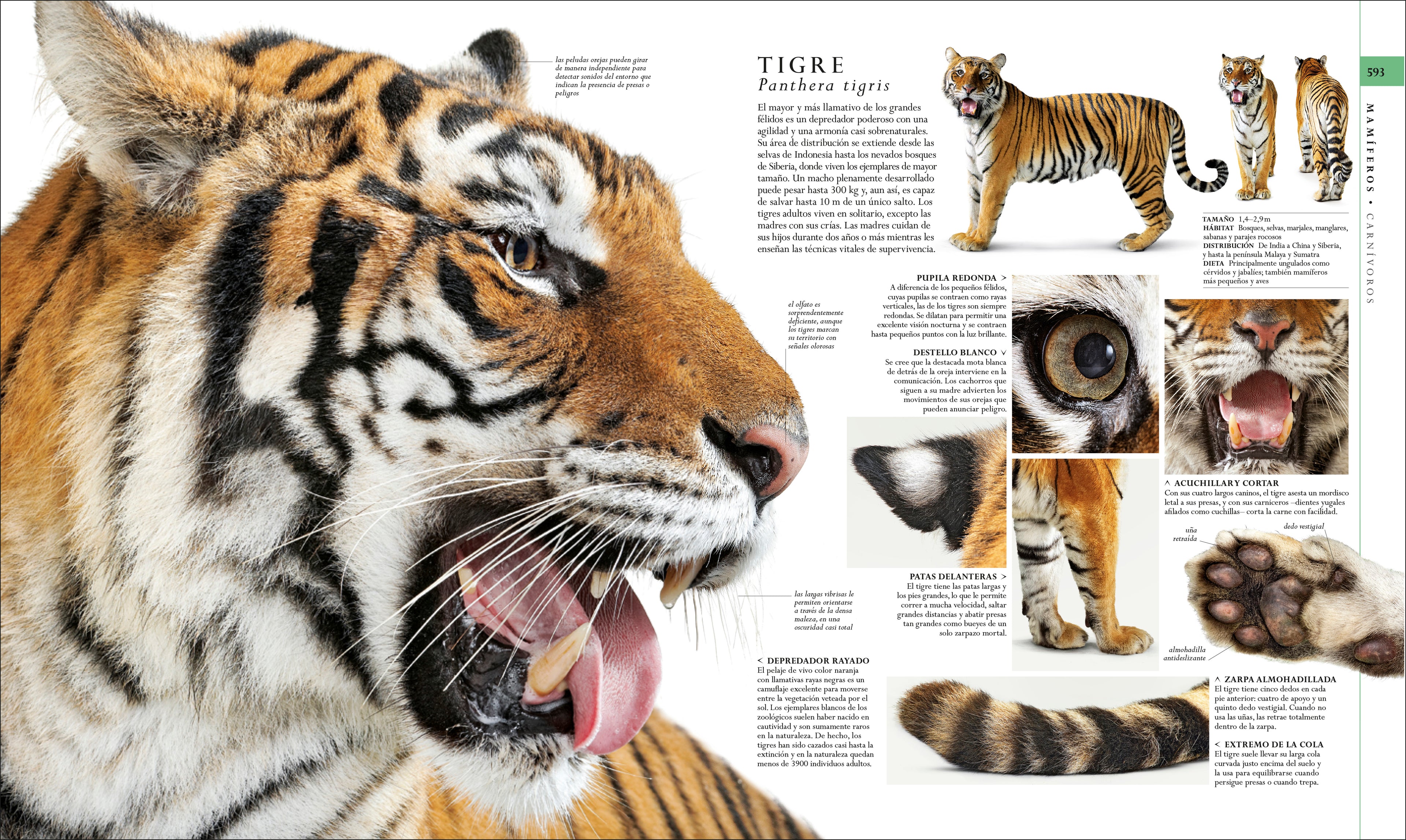 El libro de la naturaleza (Natural History)-Spread, Image, (PRHC, Design, Do, Not, Use)-5