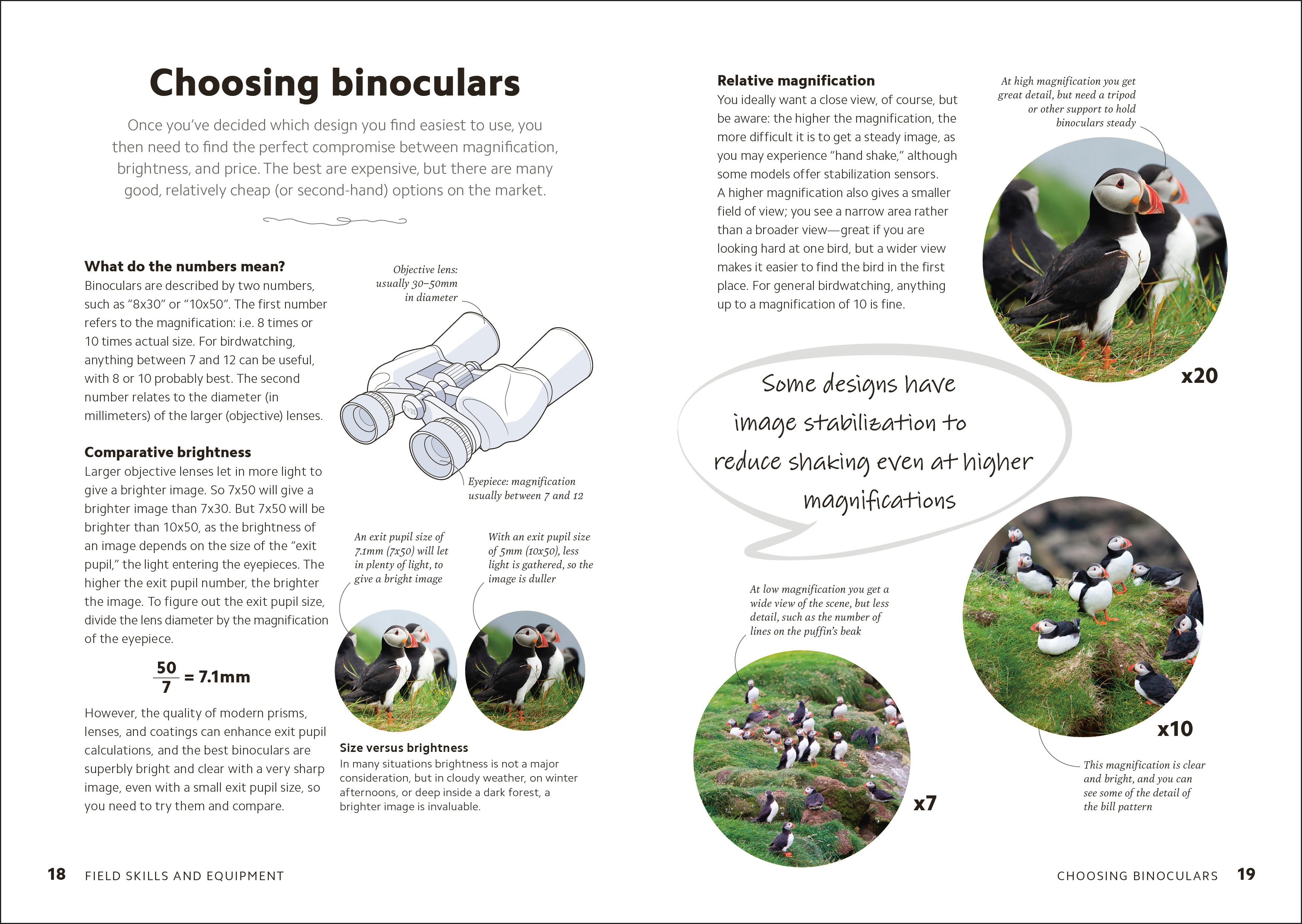 Birdwatching Guide-Spread, Image, (PRHC, Design, Do, Not, Use)-1