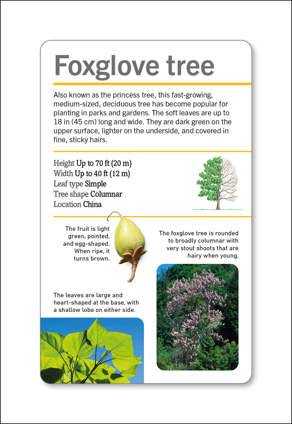 Our World in Pictures Trees of the World Flash Cards-Spread, Image, (PRHC, Design, Do, Not, Use)-8