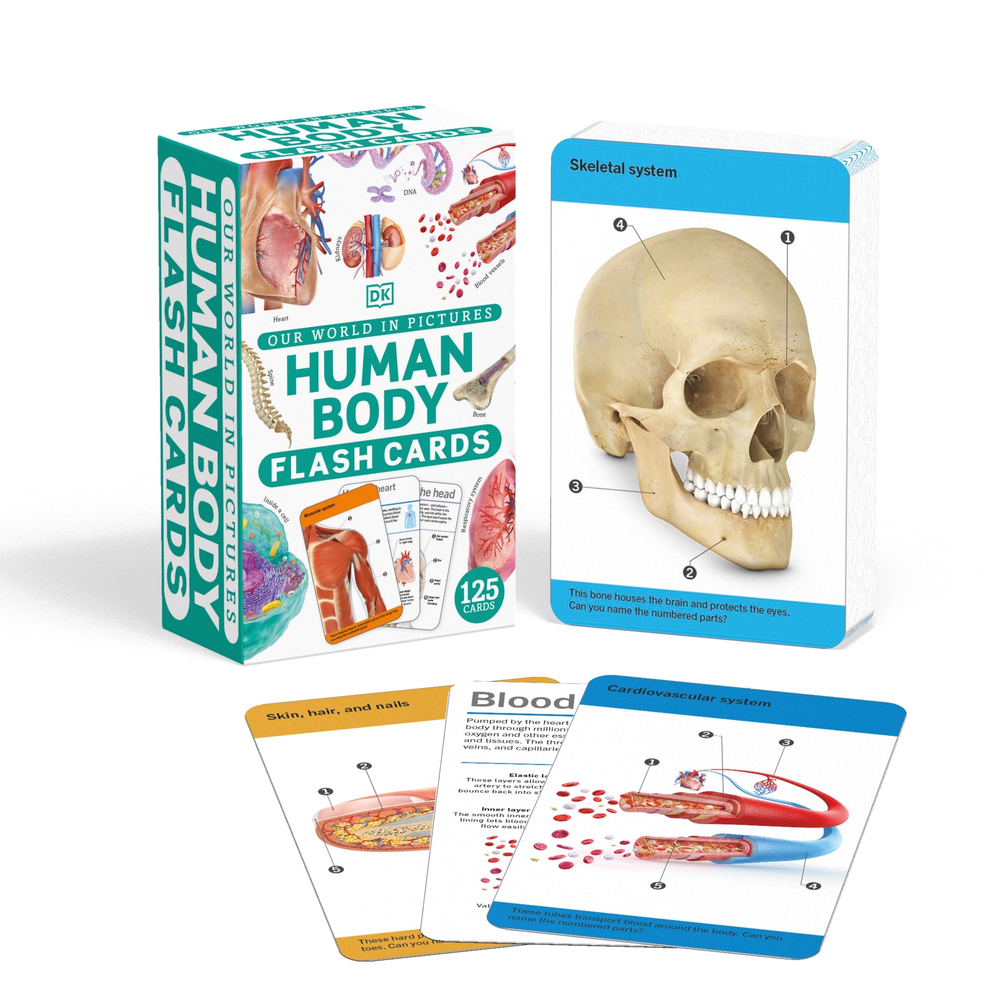 9780241620113-Our World in Pictures Human Body Flash Cards-Jacket Image