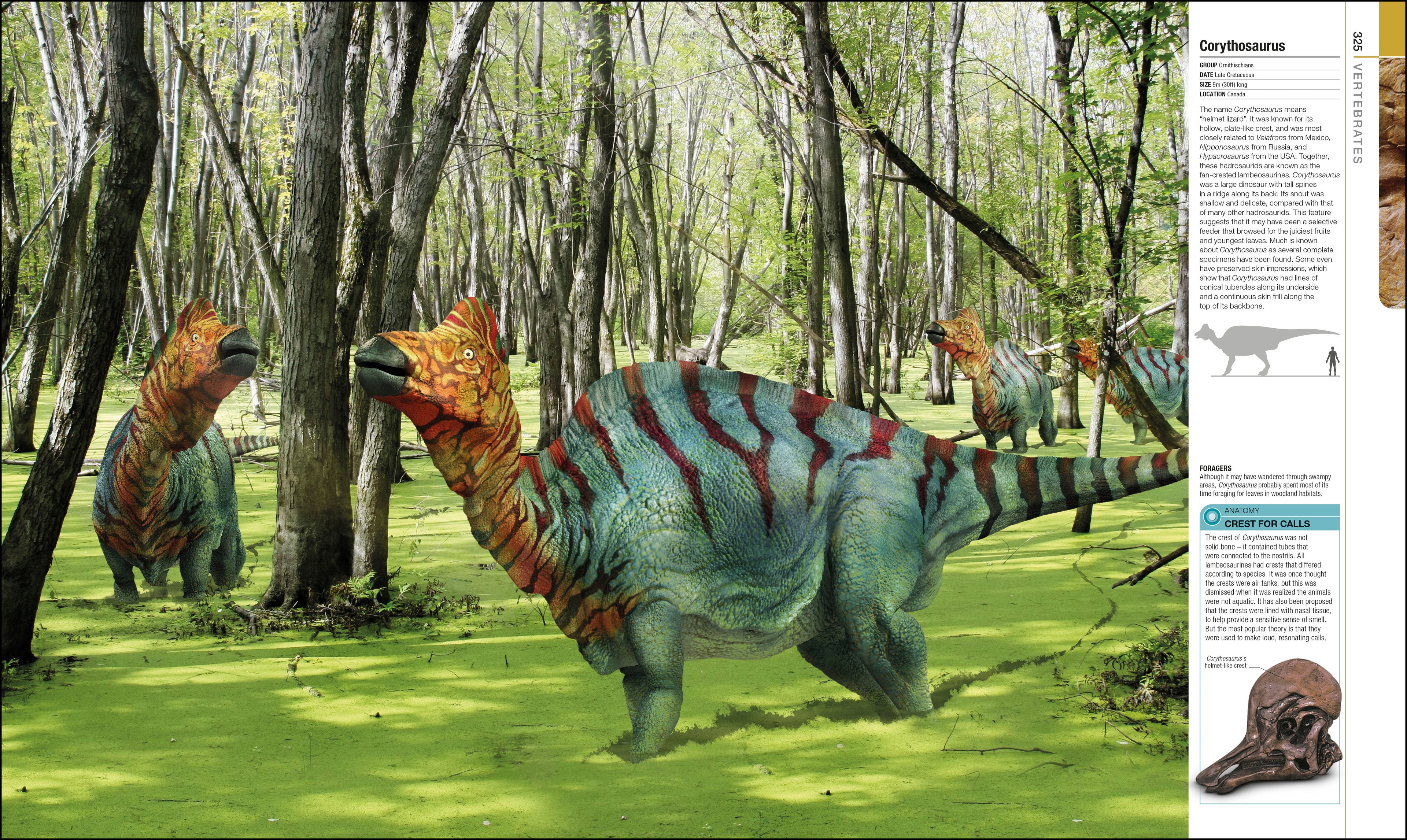 Dinosaurs and Prehistoric Life
