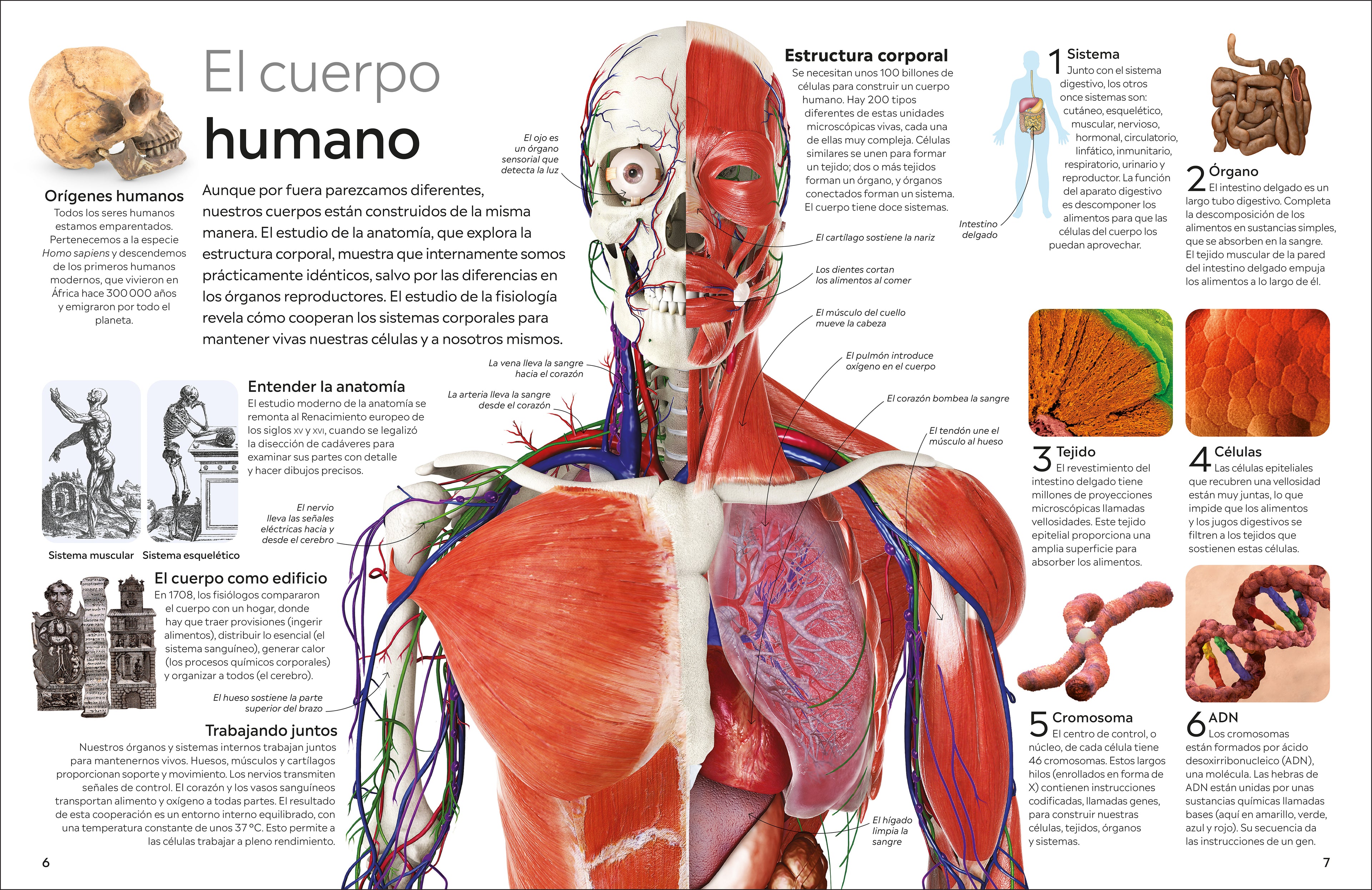 Eyewitness: Cuerpo humano (Human Body)-Spread, Image, (PRHC, Design, Do, Not, Use)-1