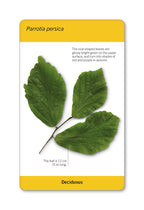 Our World in Pictures Trees of the World Flash Cards-spread image