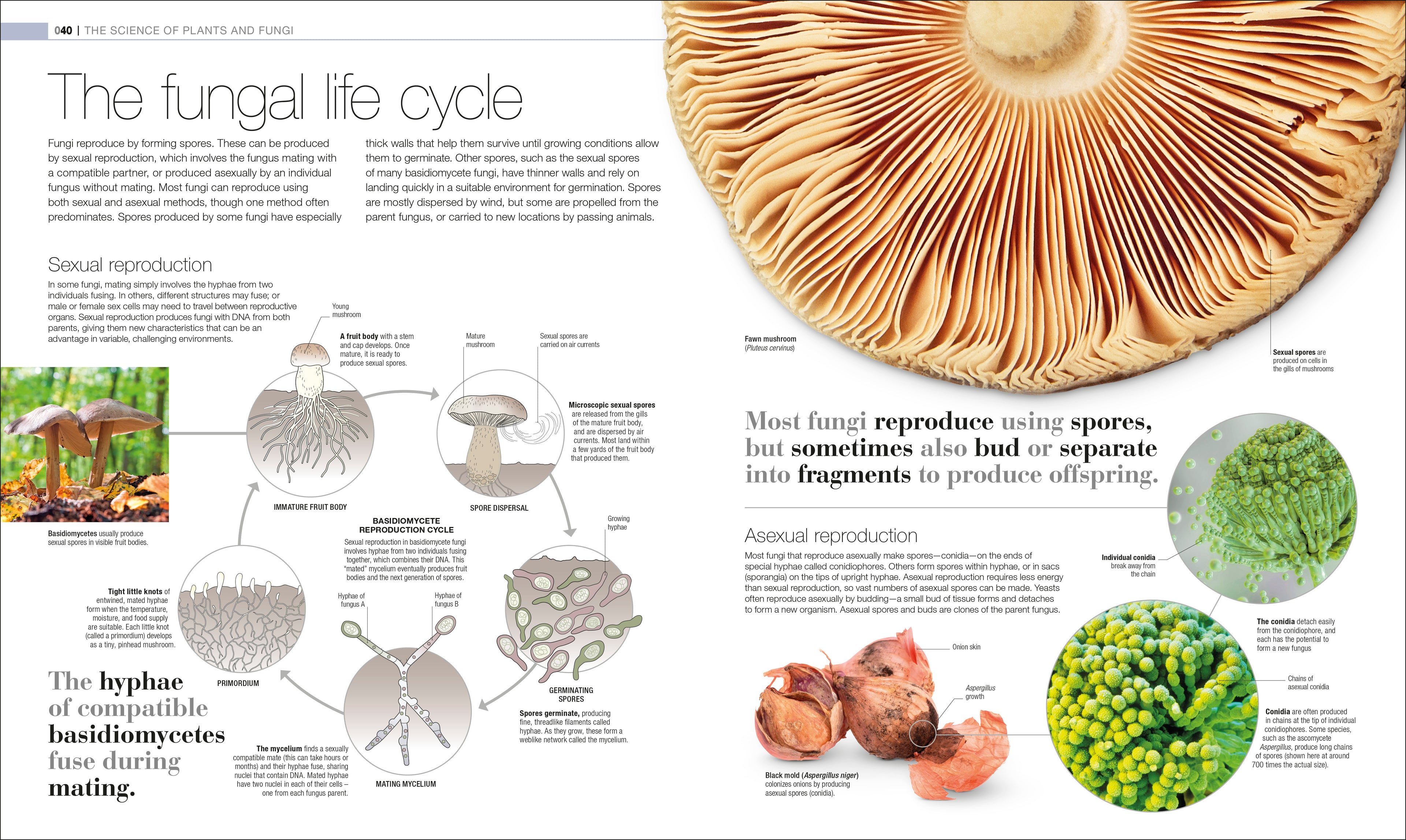 Plants and Fungi-Spread, Image, (PRHC, Design, Do, Not, Use)-2