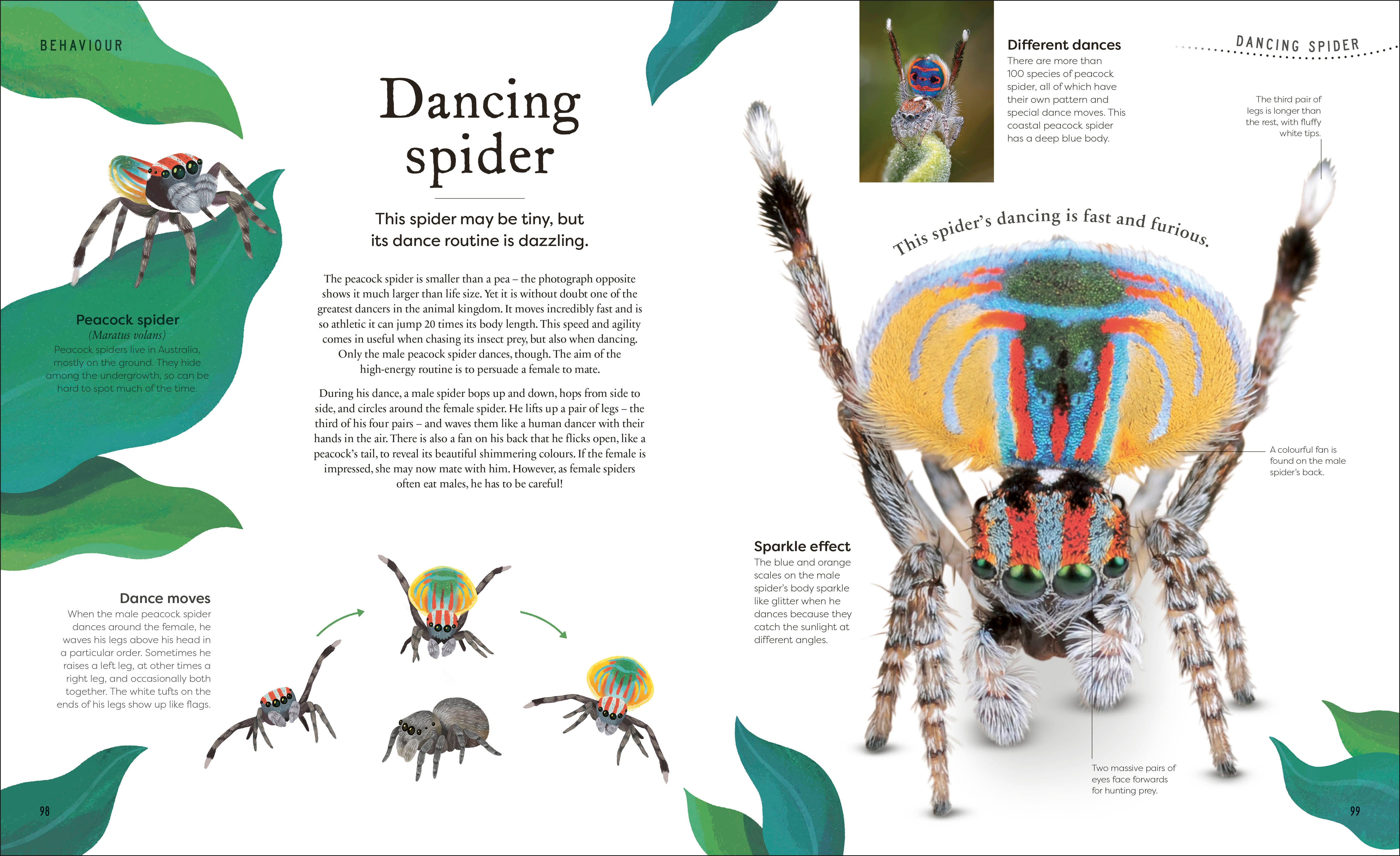 Weird and Wonderful Nature – DK