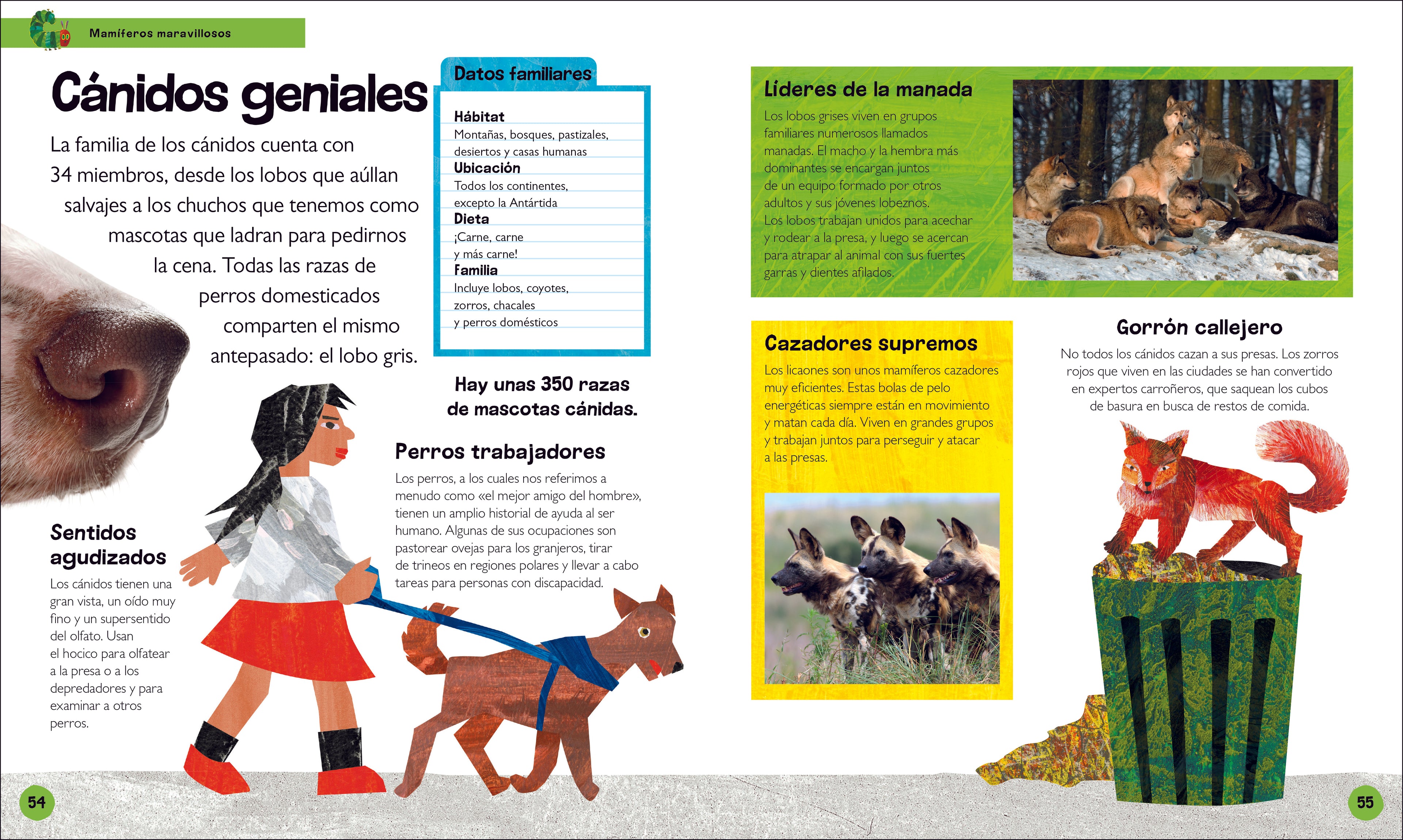 La oruga muy hambrienta Mi primera enciclopedia de animales (The Very Hungry Caterpillar's Very First Animal Encyclopedia)-Spread, Image, (PRHC, Design, Do, Not, Use)-3