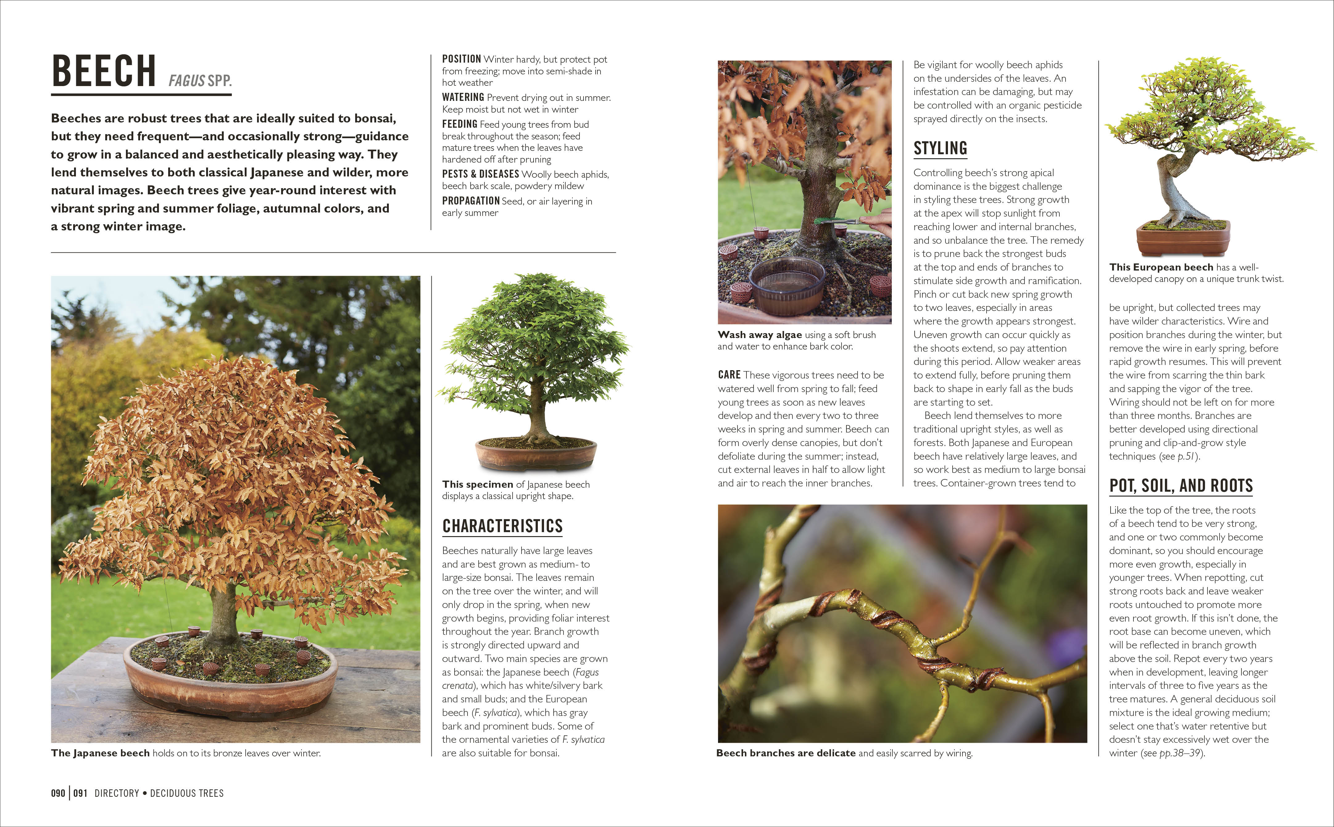 Grow Bonsai – DK