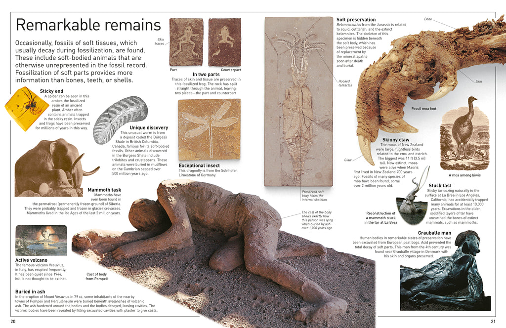 DK Eyewitness Books: Fossil