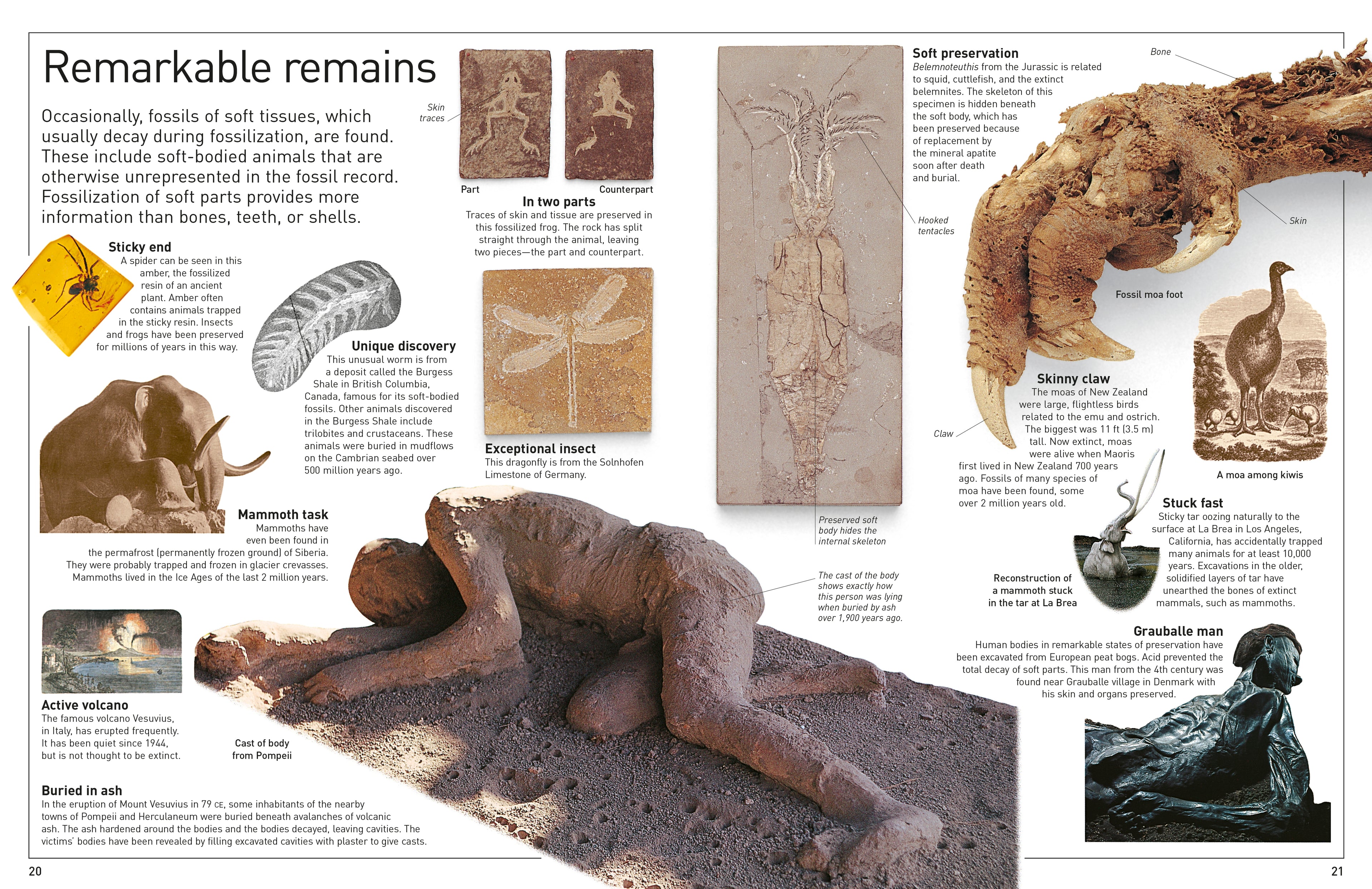 DK Eyewitness Books: Fossil