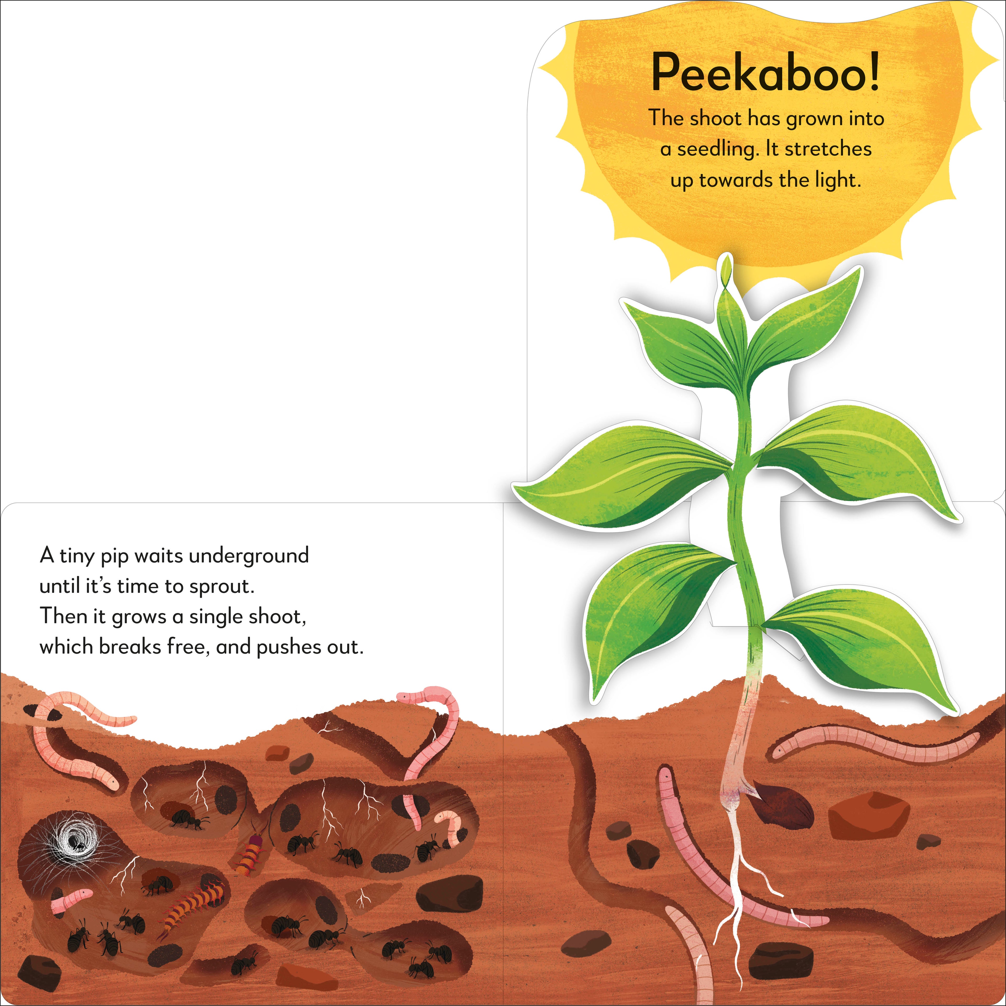 Pop-Up Peekaboo! Tree