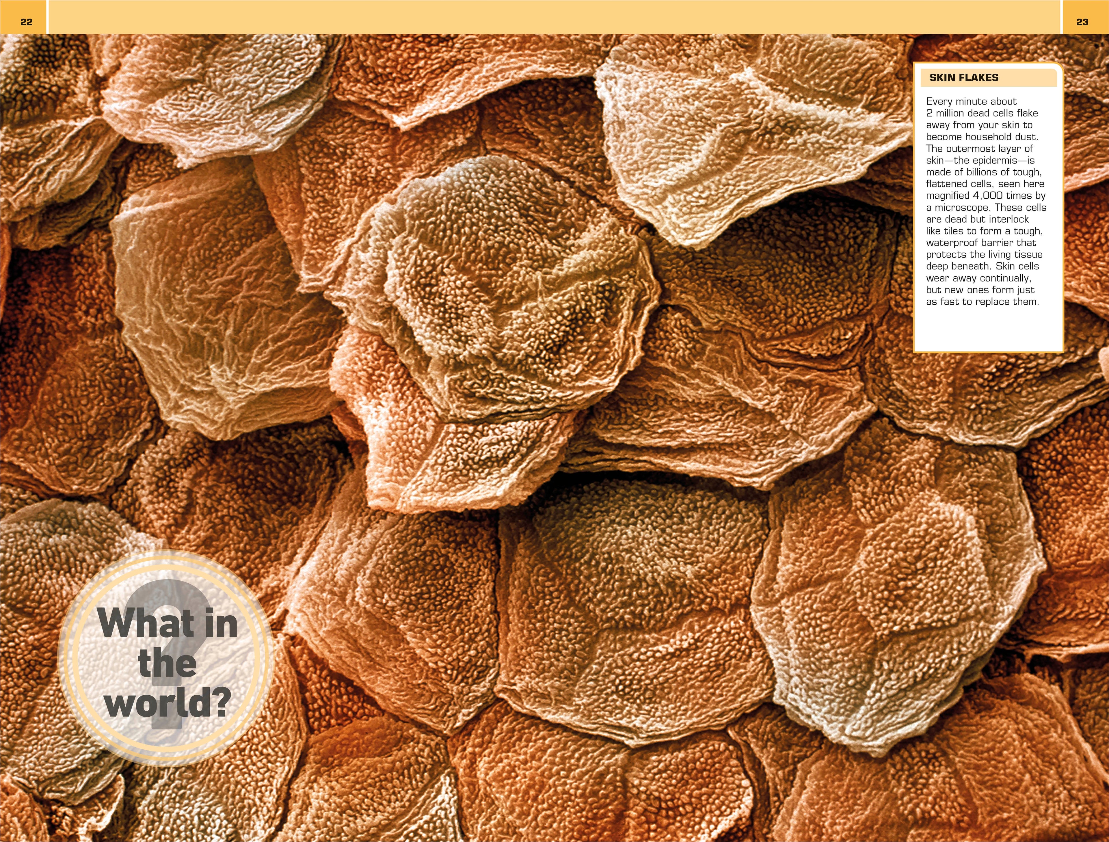 1,000 Amazing Human Body Facts