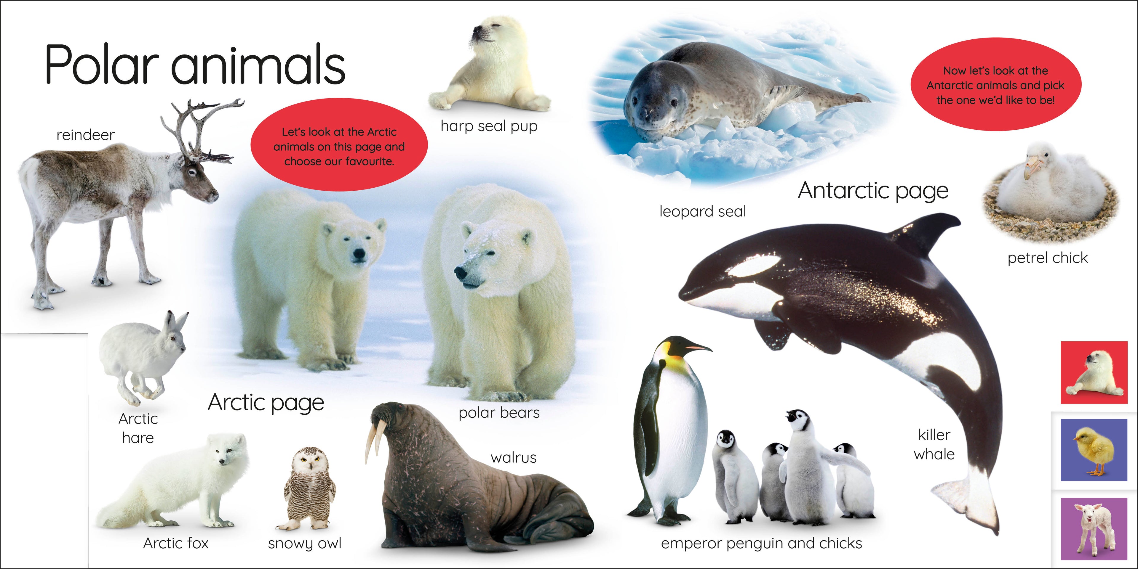 My First Animals: Let's Squeak and Squawk!-spread image