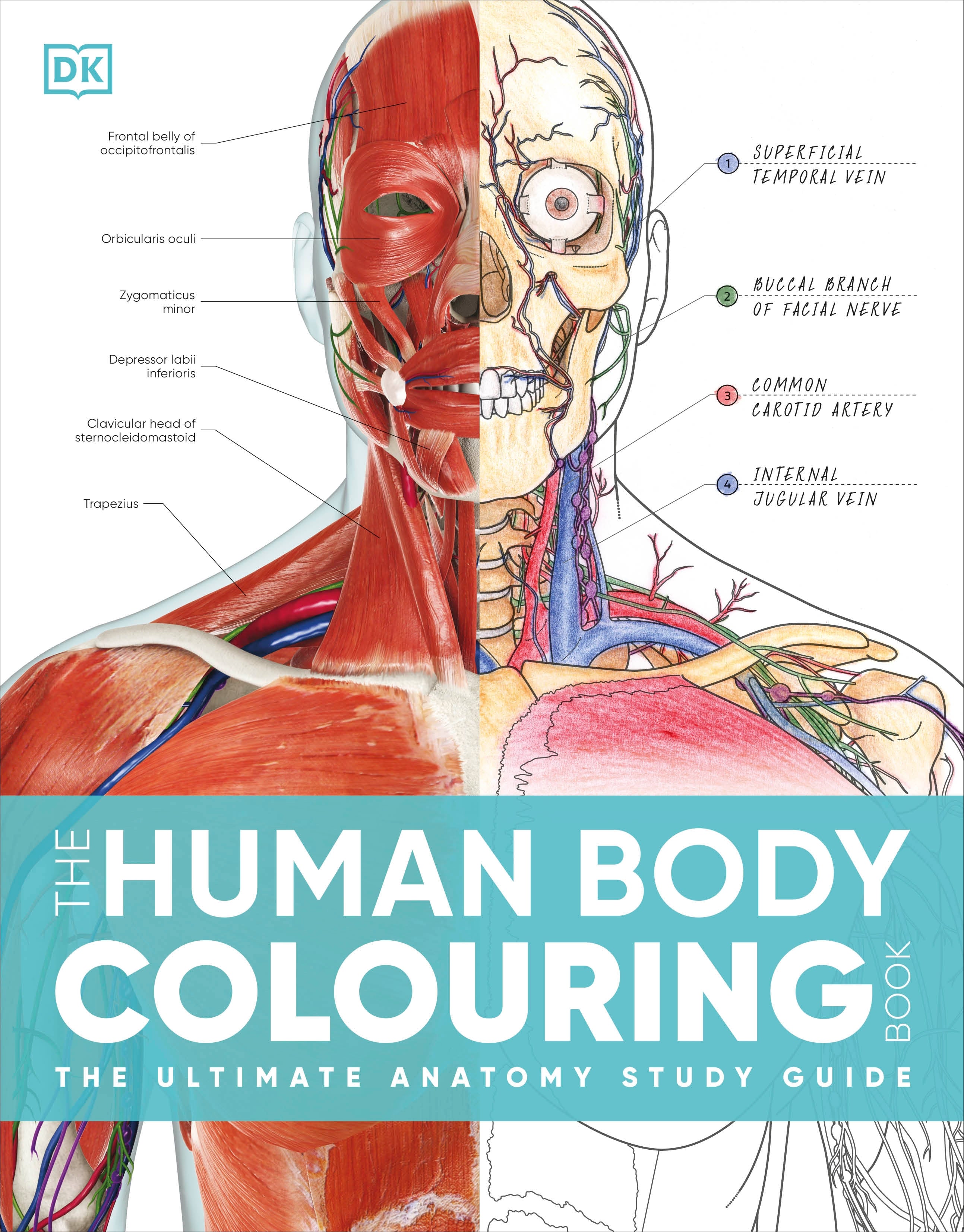 The Human Body Colouring Book-book cover