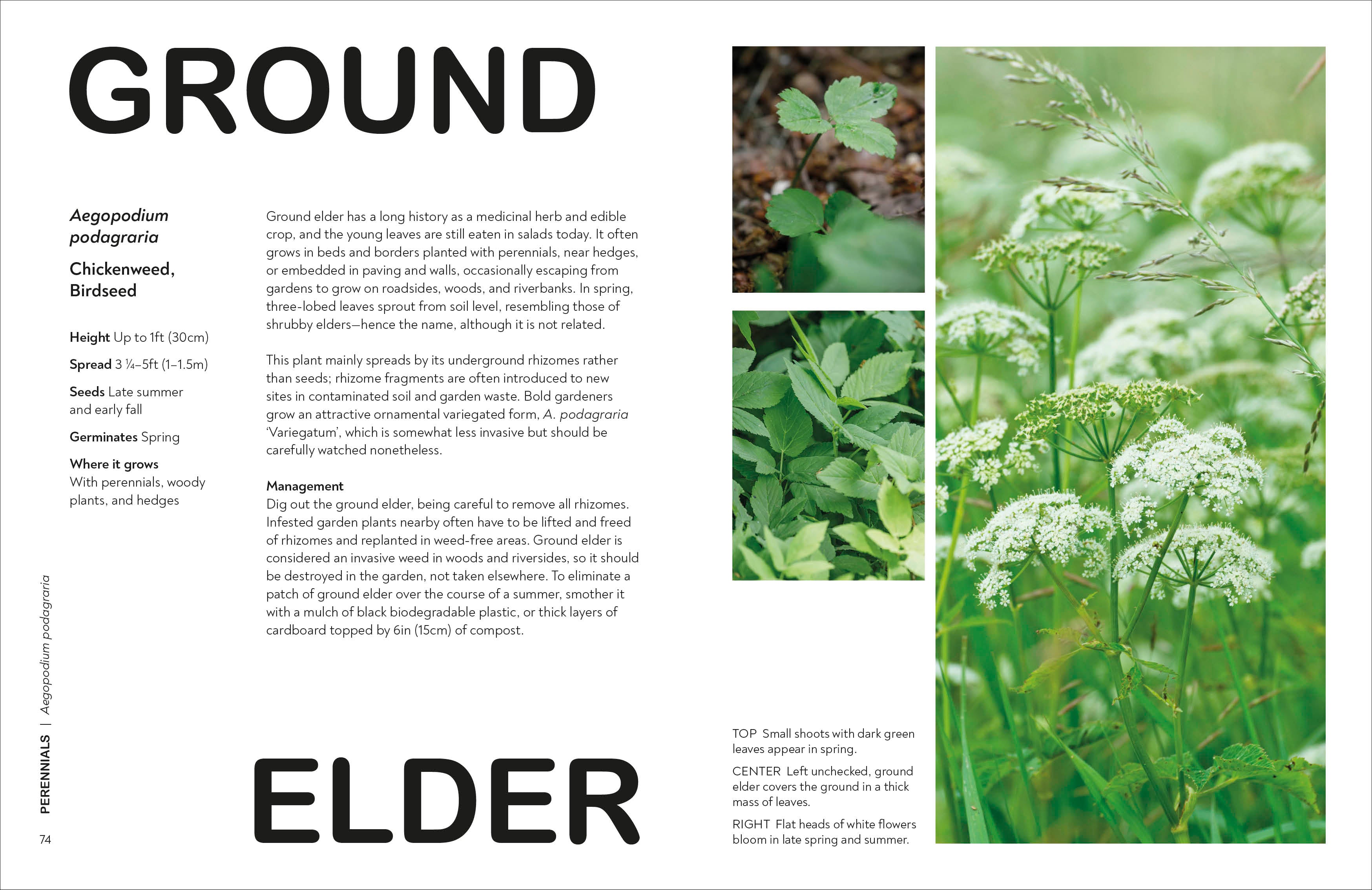 What's That Weed?-Spread, Image, (PRHC, Design, Do, Not, Use)-4