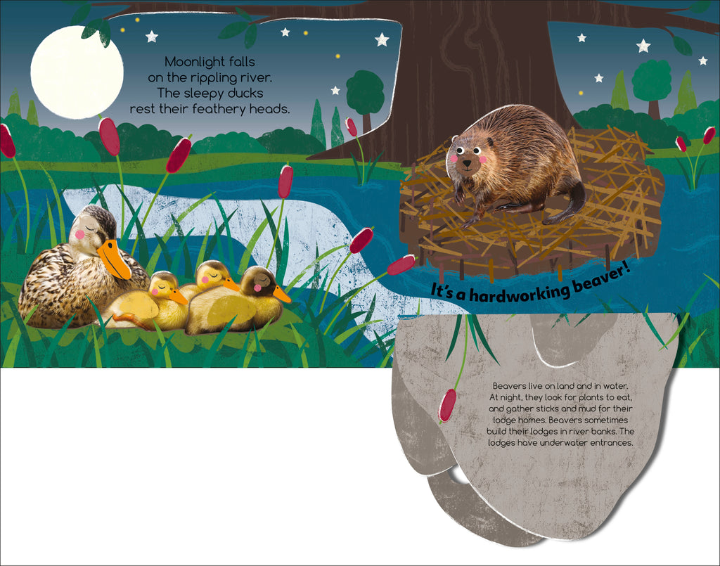 Flip Flap Find! Night-time Animals