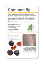 Our World in Pictures Trees of the World Flash Cards-spread image