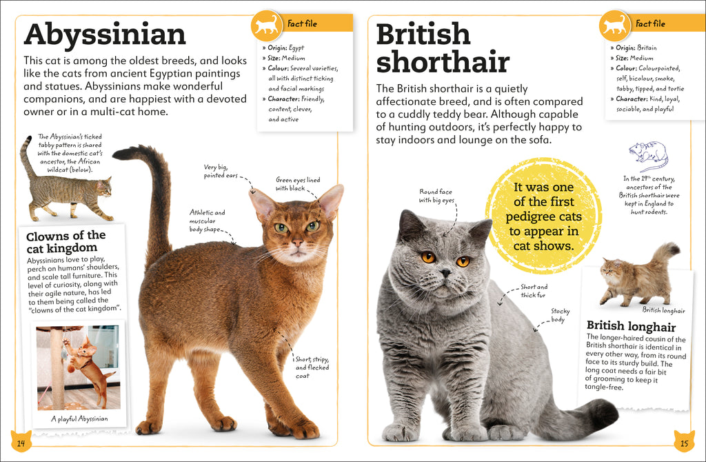 My Book of Cats and Kittens