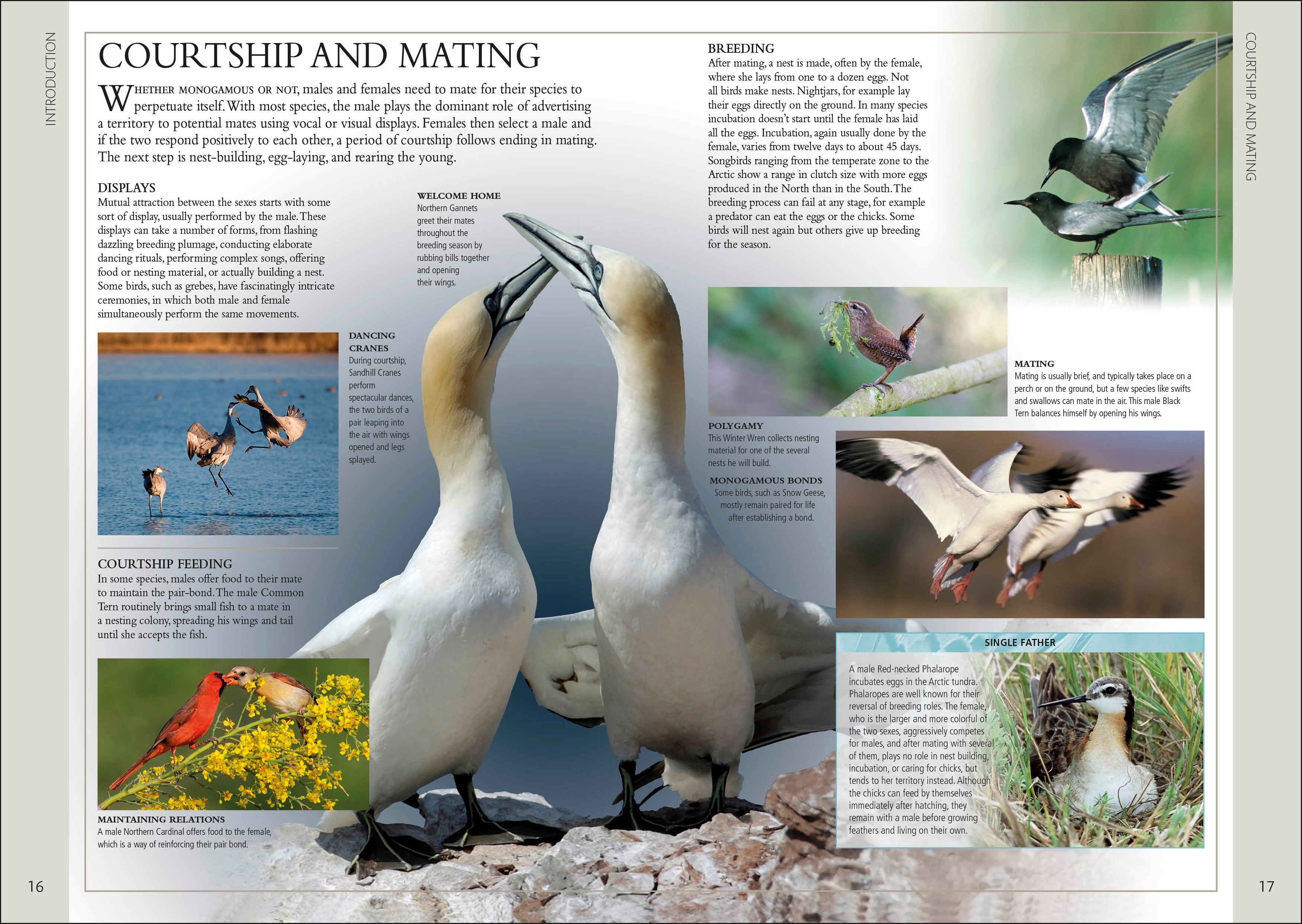 Birds of Eastern Canada 2nd Edition