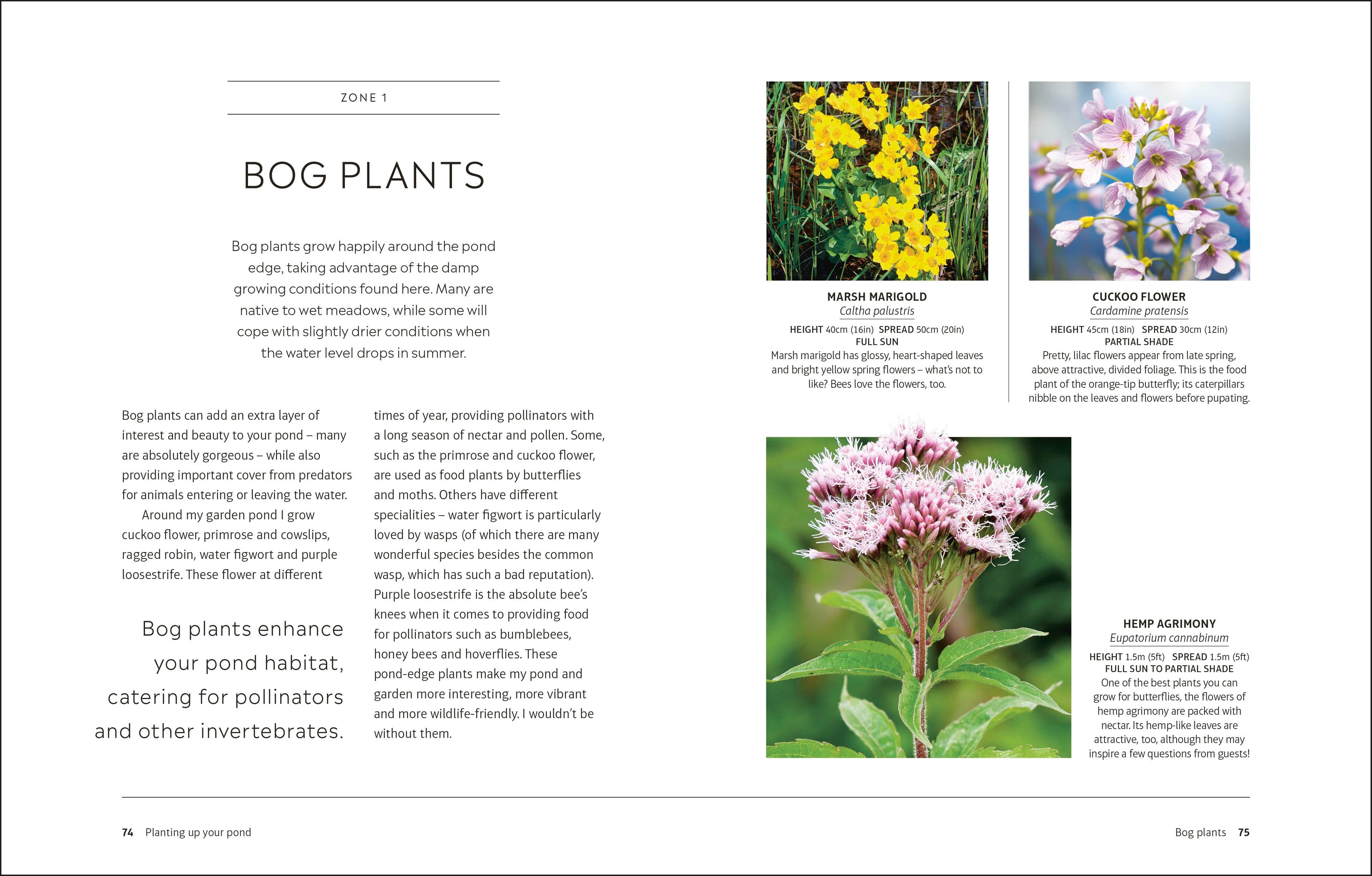 RHS How to Create a Wildlife Pond