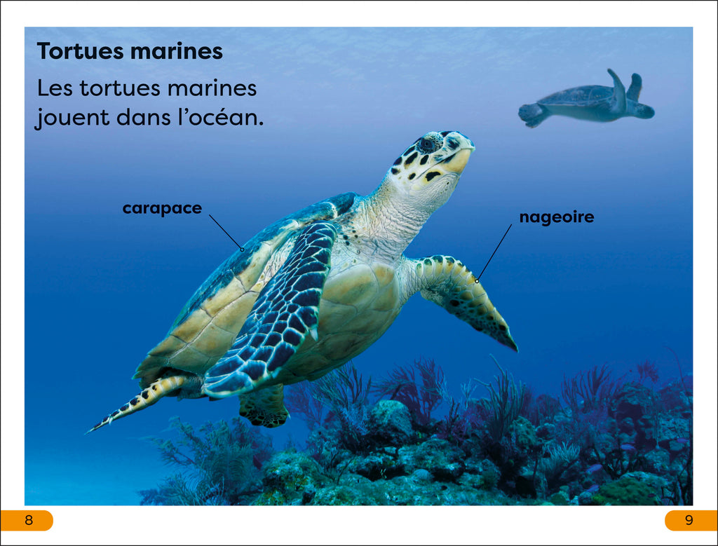 DK Super Readers Level 1 French Translation Explore the Coral Reef – Explore le Récif corallien