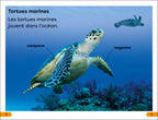 DK Super Readers Level 1 French Translation Explore the Coral Reef – Explore le Récif corallien