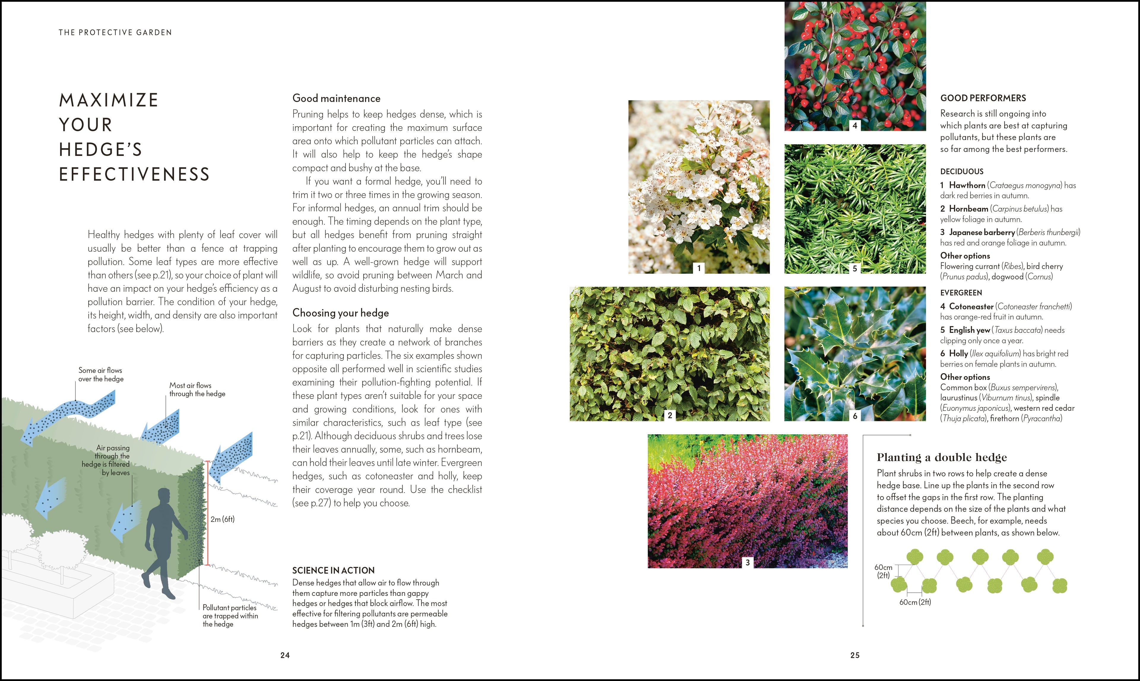 RHS Your Wellbeing Garden